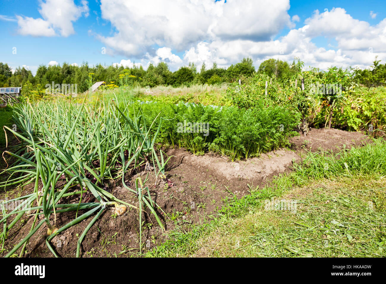 Kulturlandschaft mit Bio-Gemüsegarten im sonnigen Sommertag Stockfoto