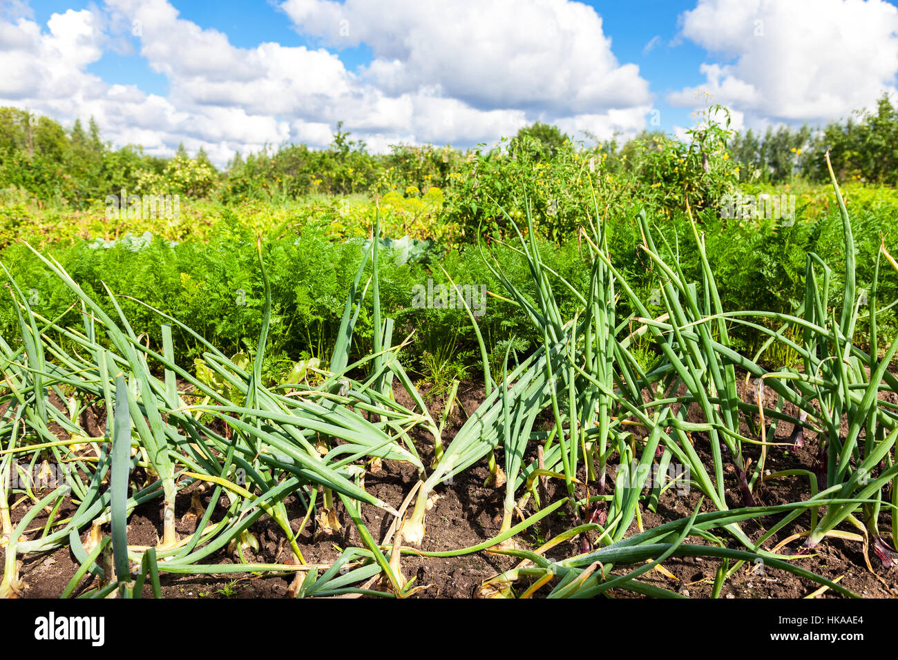 Kulturlandschaft mit Bio-Gemüsegarten im sonnigen Sommertag Stockfoto