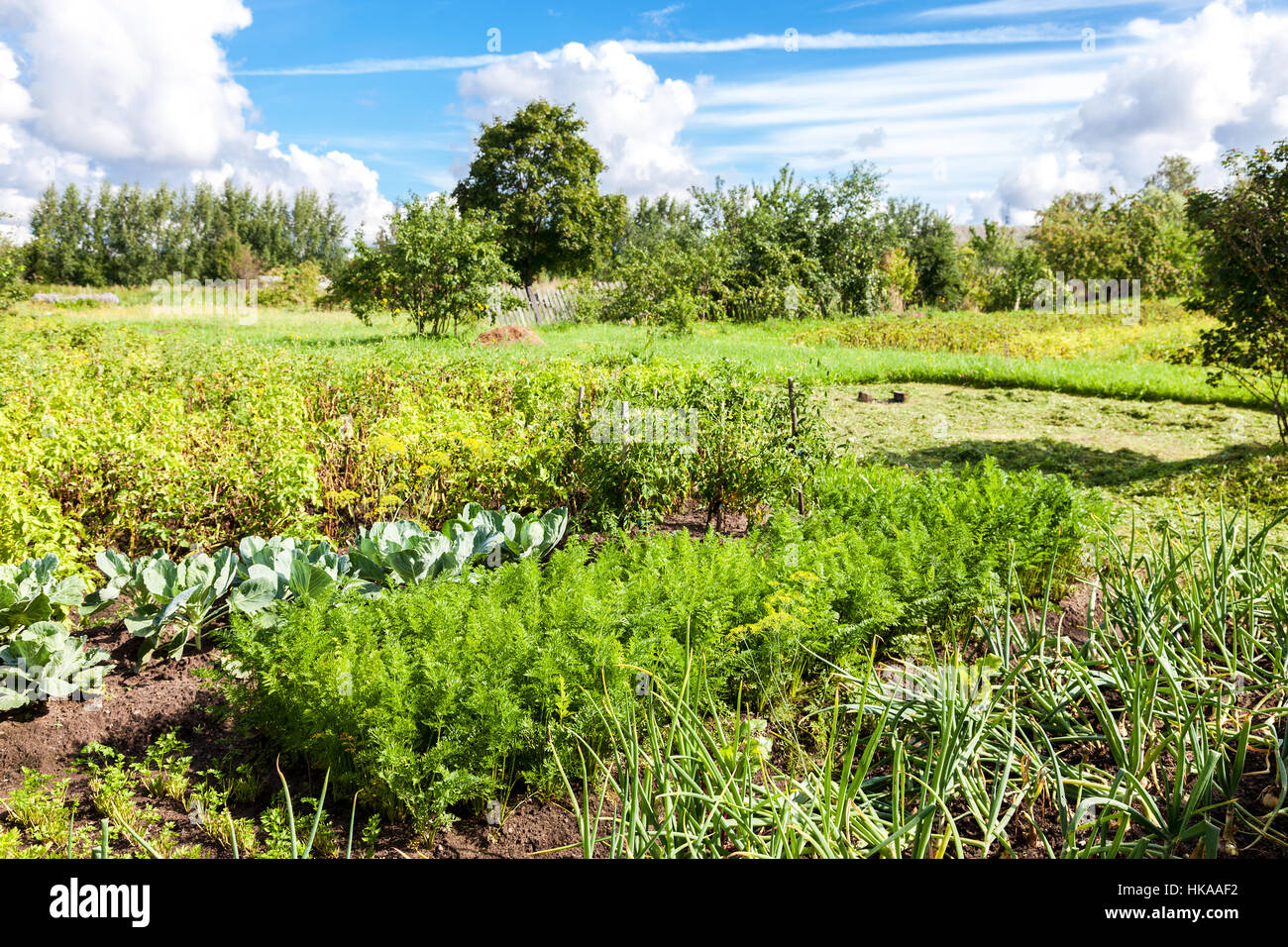Kulturlandschaft mit Bio-Gemüsegarten im sonnigen Sommertag Stockfoto