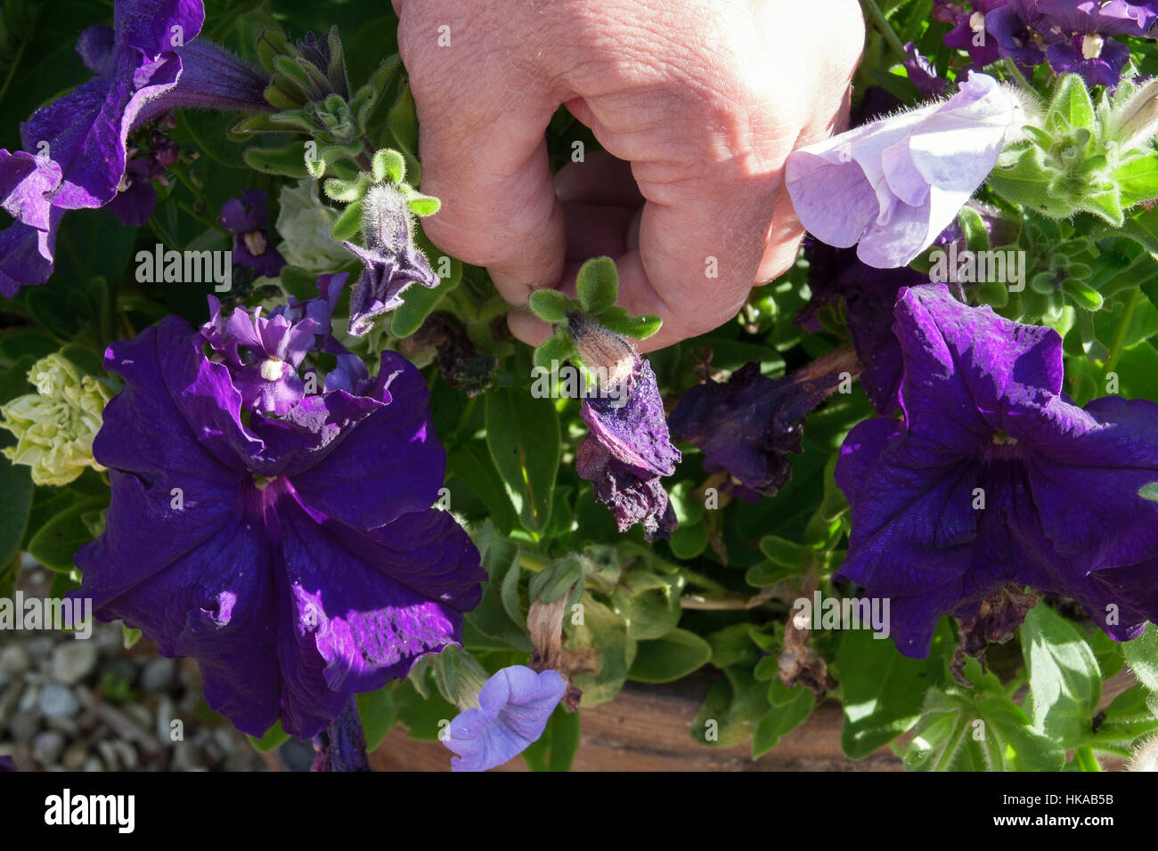 DEADHEADING Petunie Pflanze Stockfoto
