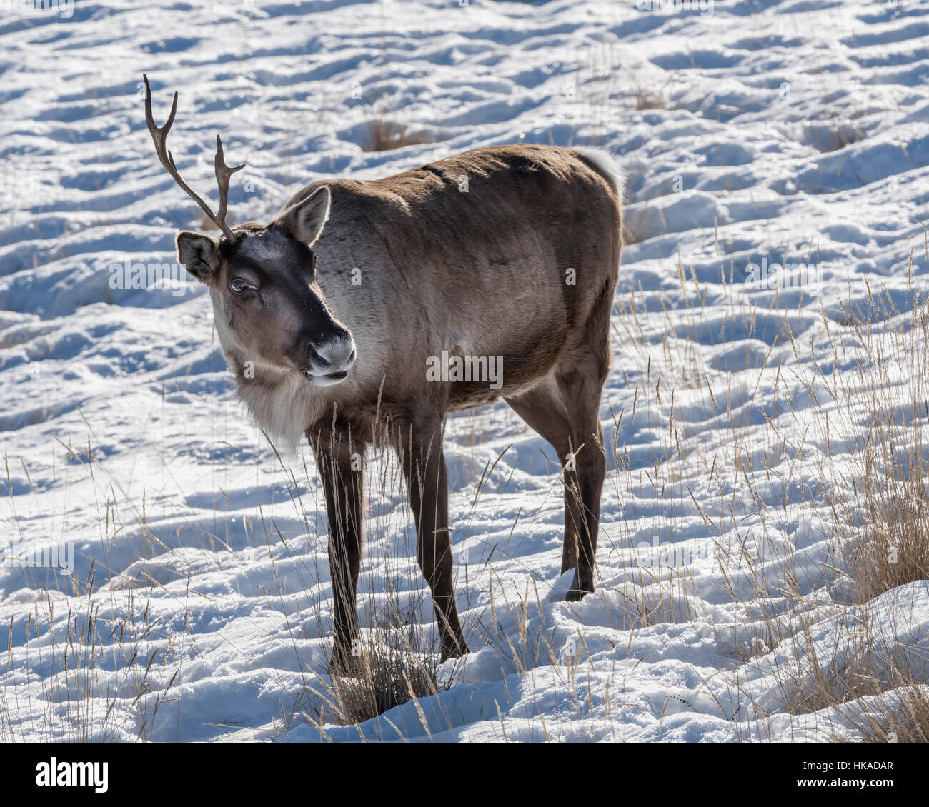 Eine gehörnte Caribou mit Schnee und getrocknete Gräser, Whitehorse, Yukon Territory Stockfoto