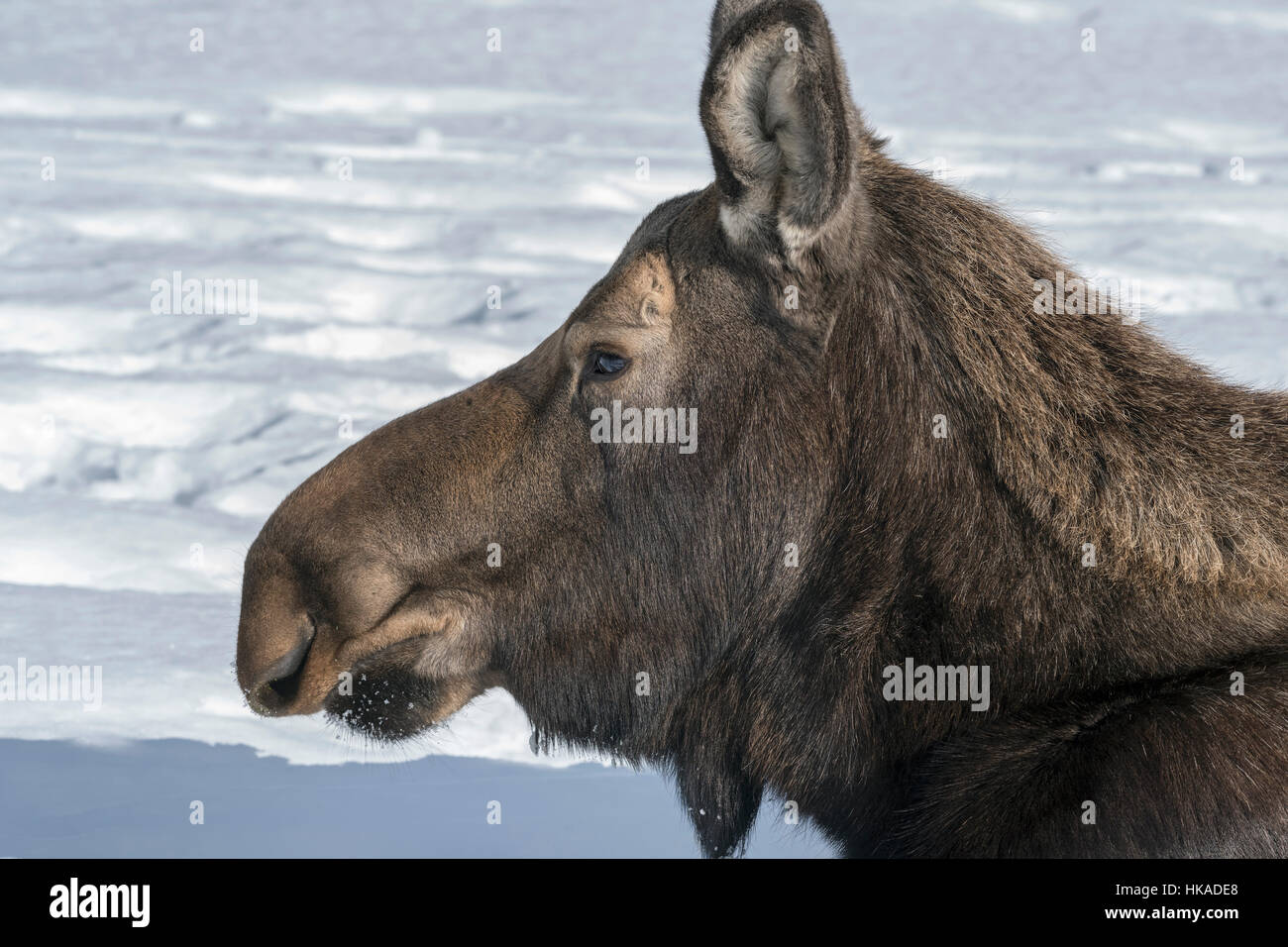 Porträt von weiblichen Elch, Yukon Wildlife Preserve, Whitehorse, Yukon Territory Stockfoto