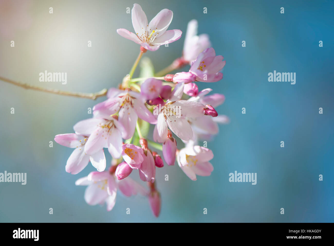 Frühlingsblumen Sie Yoshino rosa Kirschblüten - Prunus X yedoensis berühmte japanische Kirschblüte, gegen einen weichen blauen Himmel Stockfoto