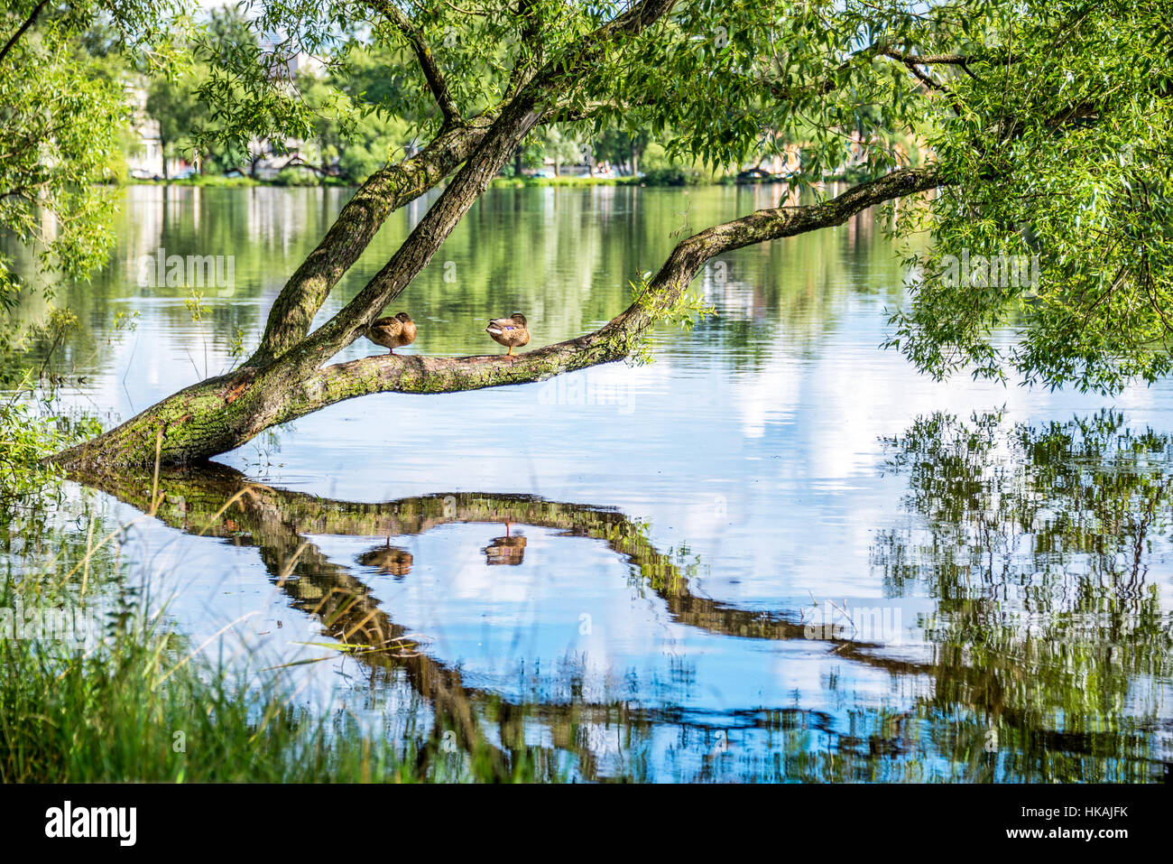 Enten im Teich Holguin in Peterhof. St Petersburg, Russland Stockfoto