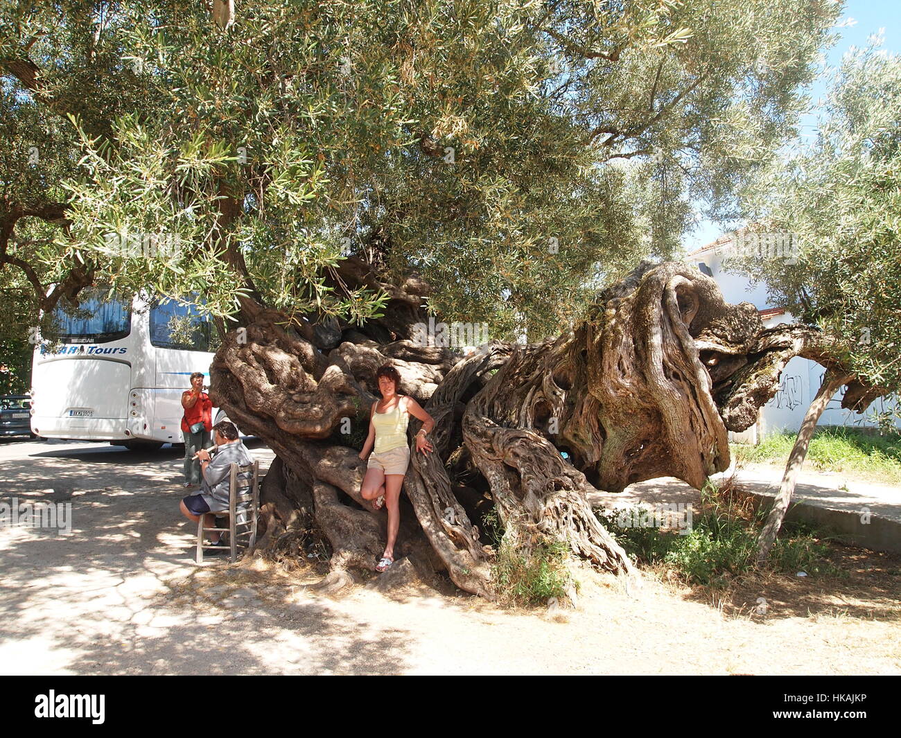Angeblich in Kalamaki, Zakynthos Insel, Griechenland ist die lteste  Olivenbaum der Welt. interessante groen Kofferraum Stockfotografie - Alamy