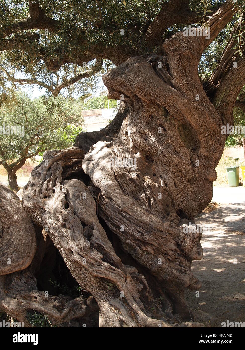 Angeblich in Kalamaki Dorf in Zakynthos Island ist Griechenland der lteste  Olivenbaum der Welt. Interessante groen Kofferraum Stockfotografie - Alamy