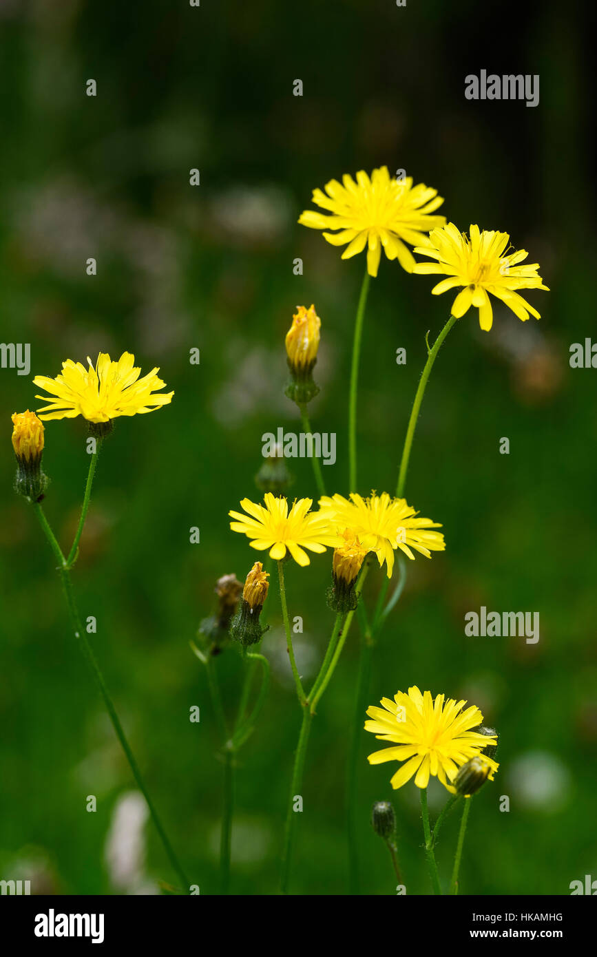 Rau, Hawk-Bart, Crepis Biennis, Wildblumen, Dumfries & Galloway, Schottland Stockfoto