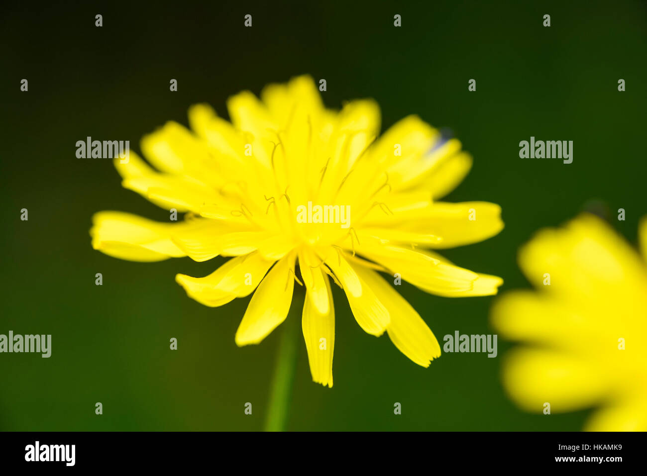 Rau, Hawk-Bart, Crepis Biennis, Wildblumen, Dumfries & Galloway, Schottland Stockfoto