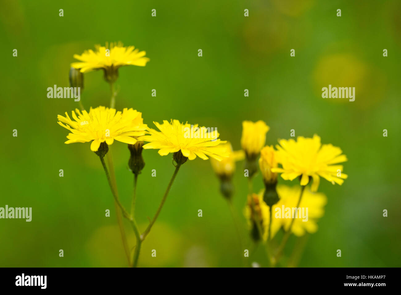 Rau, Hawk-Bart, Crepis Biennis, Wildblumen, Dumfries & Galloway, Schottland Stockfoto