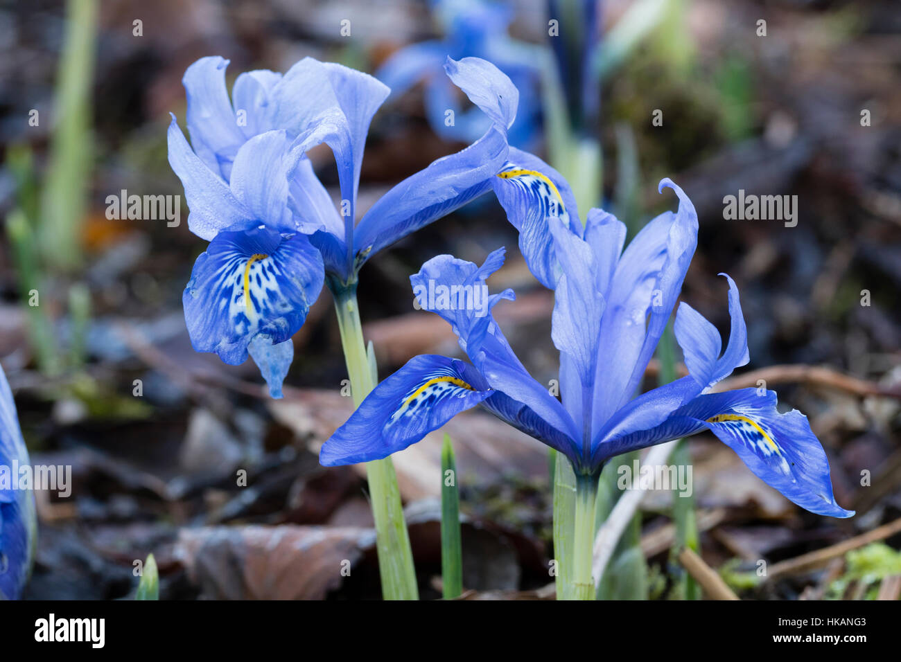 Zarte blauen Blüten von den Hardy Zwerg Reticulata Typ Iris, Iris Histrioides "Engels Tränen" Stockfoto