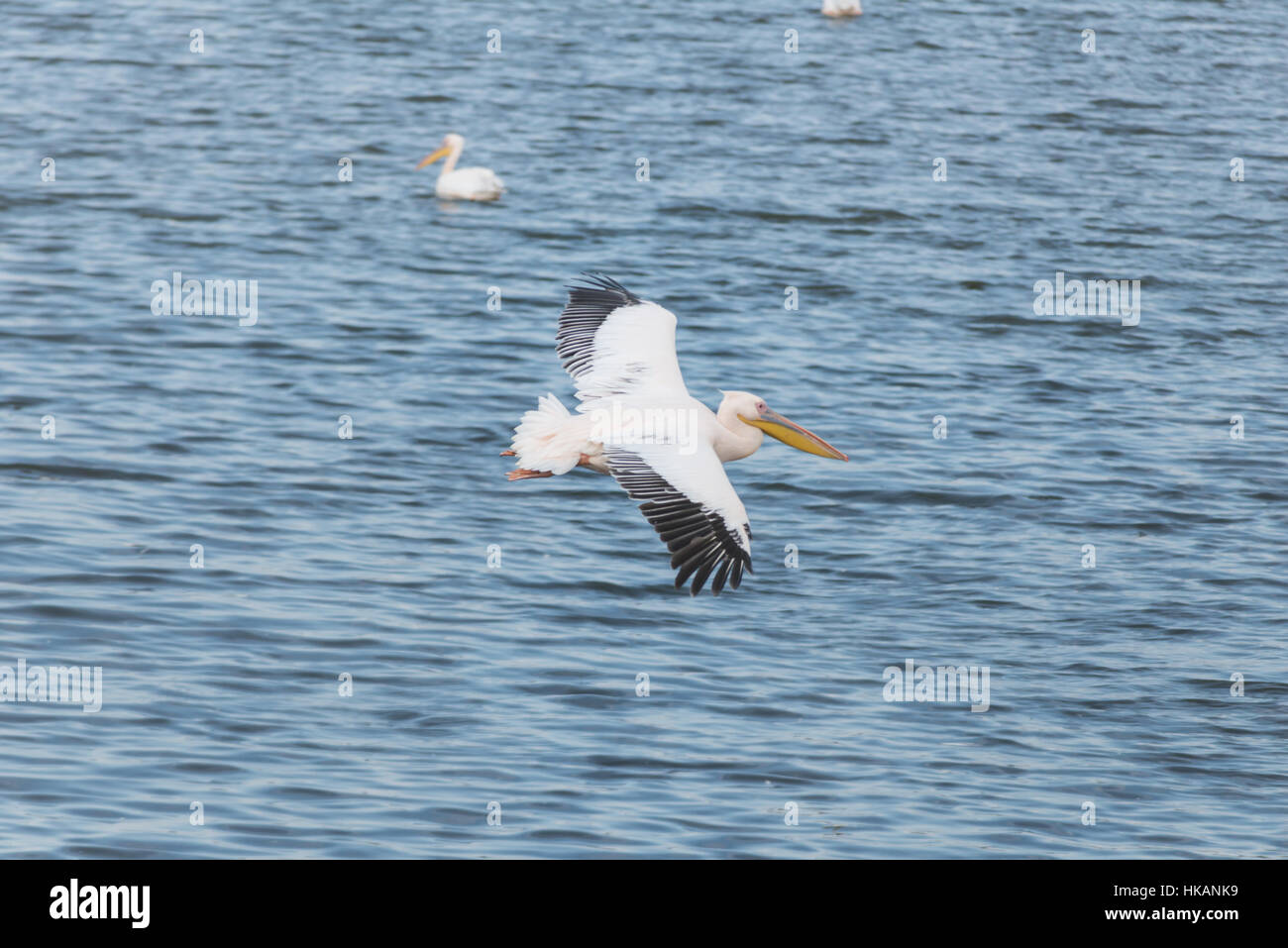 Pelikan-Migration bei Viker Lookout, Israel Stockfoto