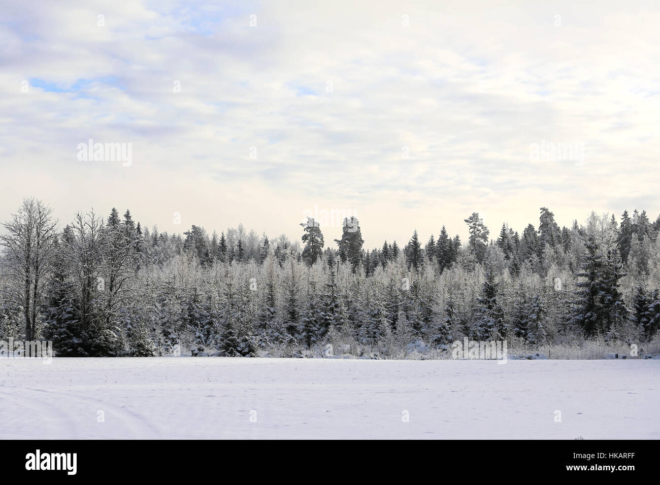 Herrliche Winterlandschaft von Himmel, mattierte Wald und Schnee bedeckt Feld in Pastelltönen. Geeignet für Hintergründe. Stockfoto