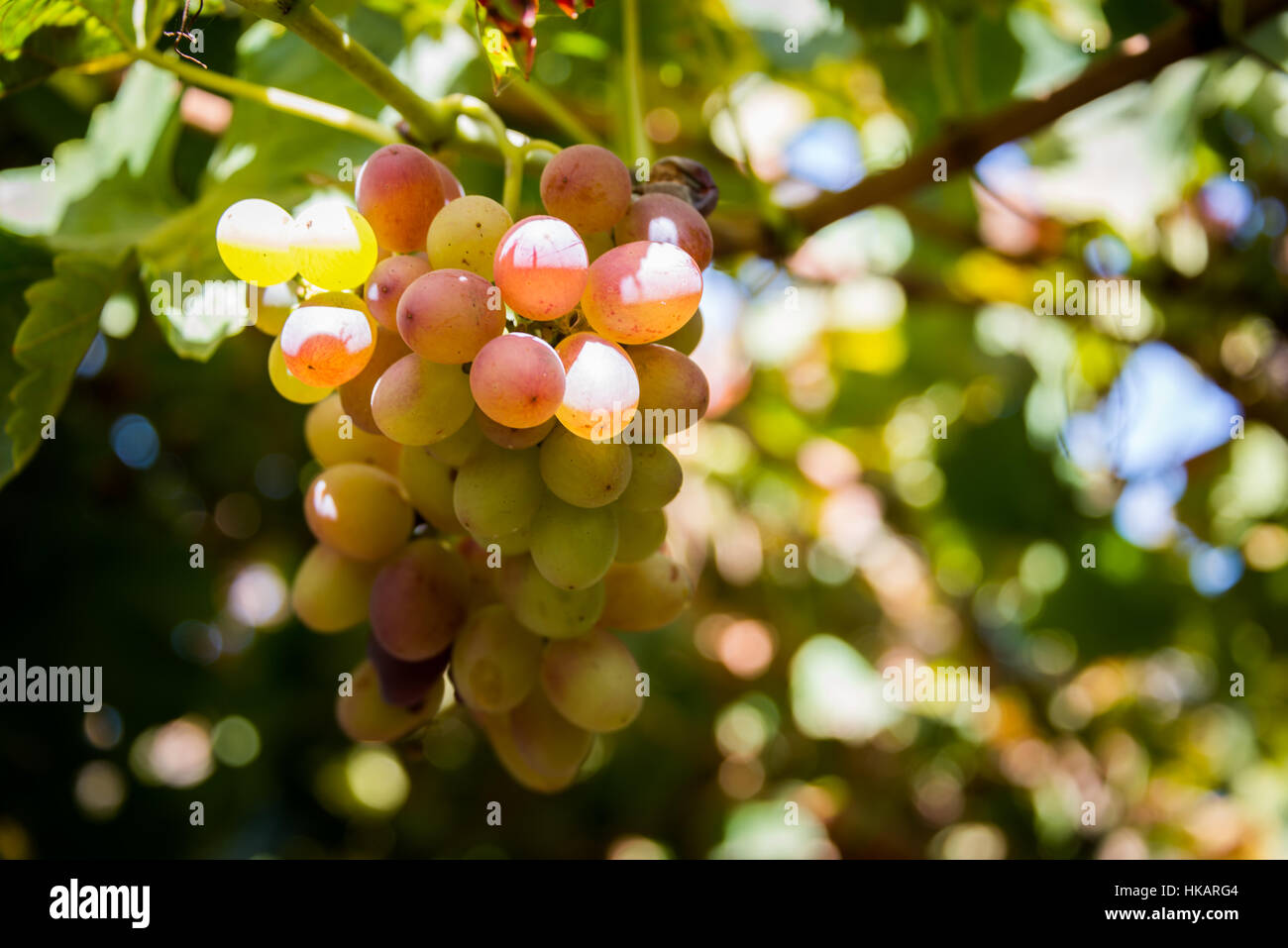 Moshav Lachisch Stockfotos und -bilder Kaufen - Alamy