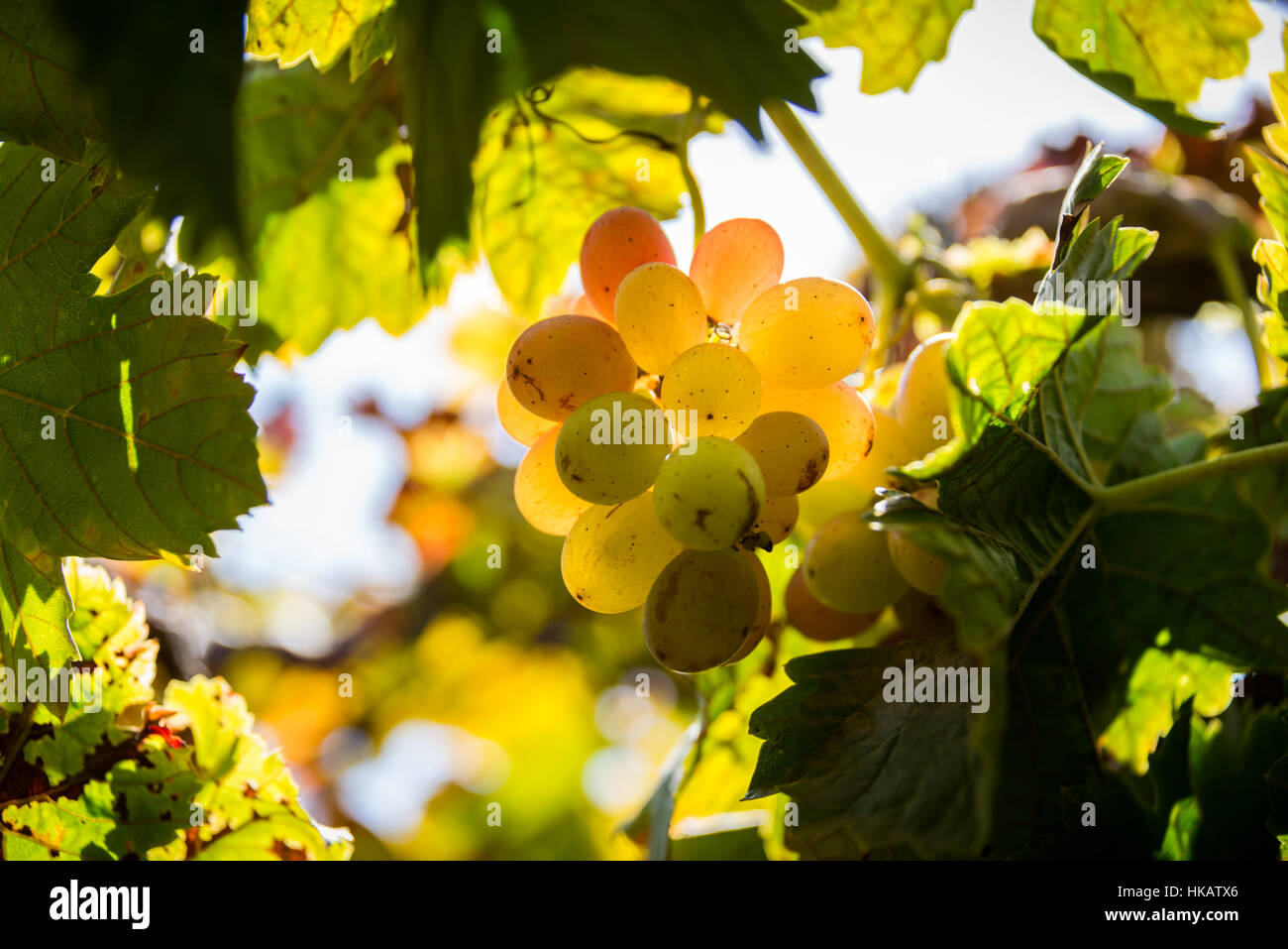 Moshav Lachisch Stockfotos und -bilder Kaufen - Alamy