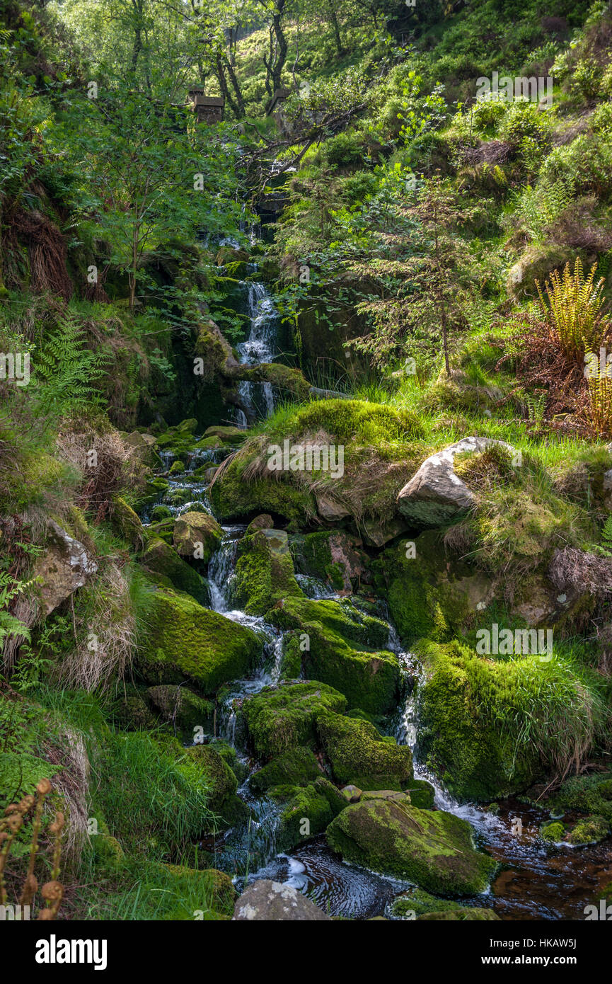 Costy Clough im Whitendale Wald von Bowland Stockfoto