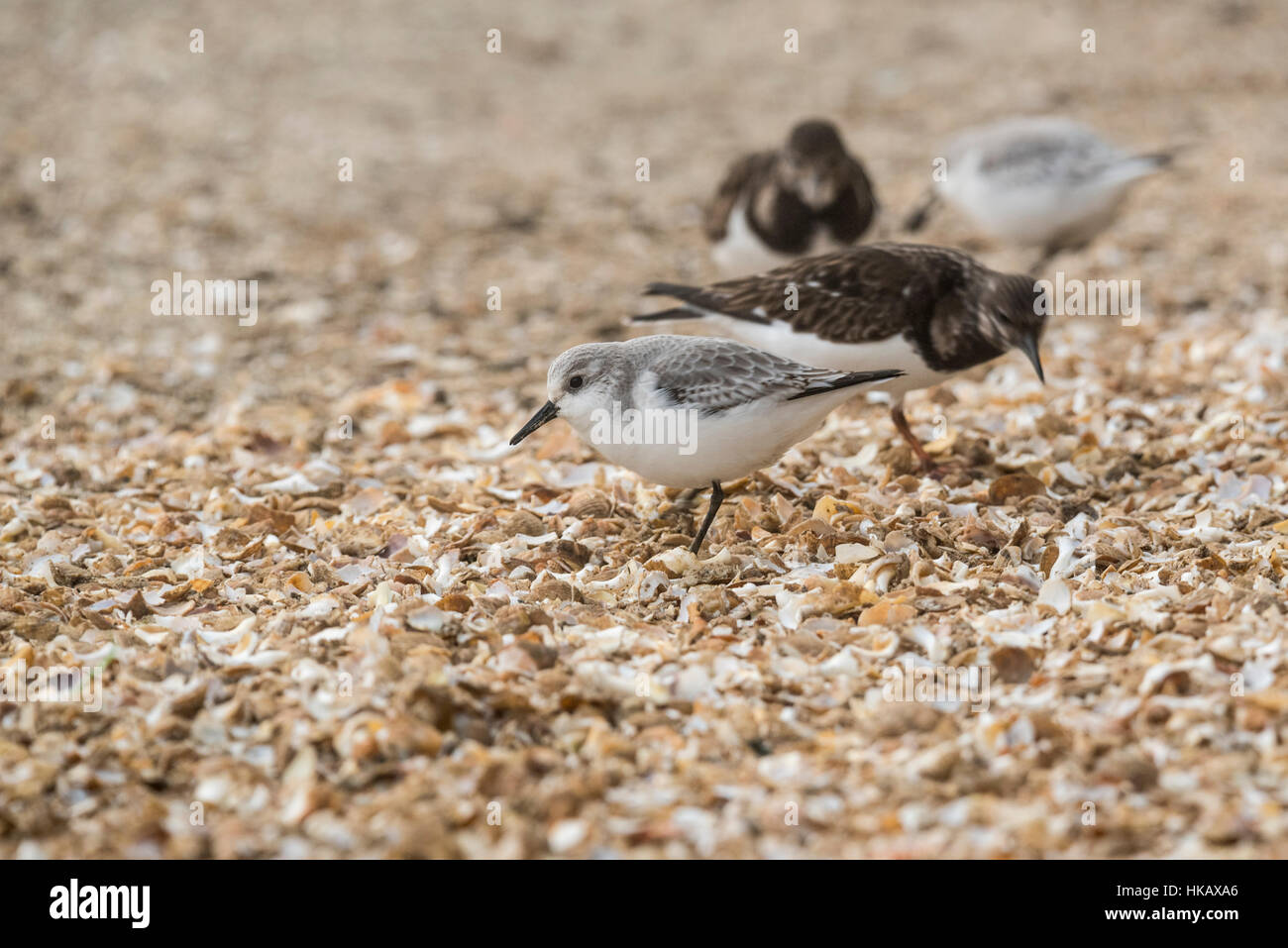 Nahrungssuche Sanderling Stockfoto