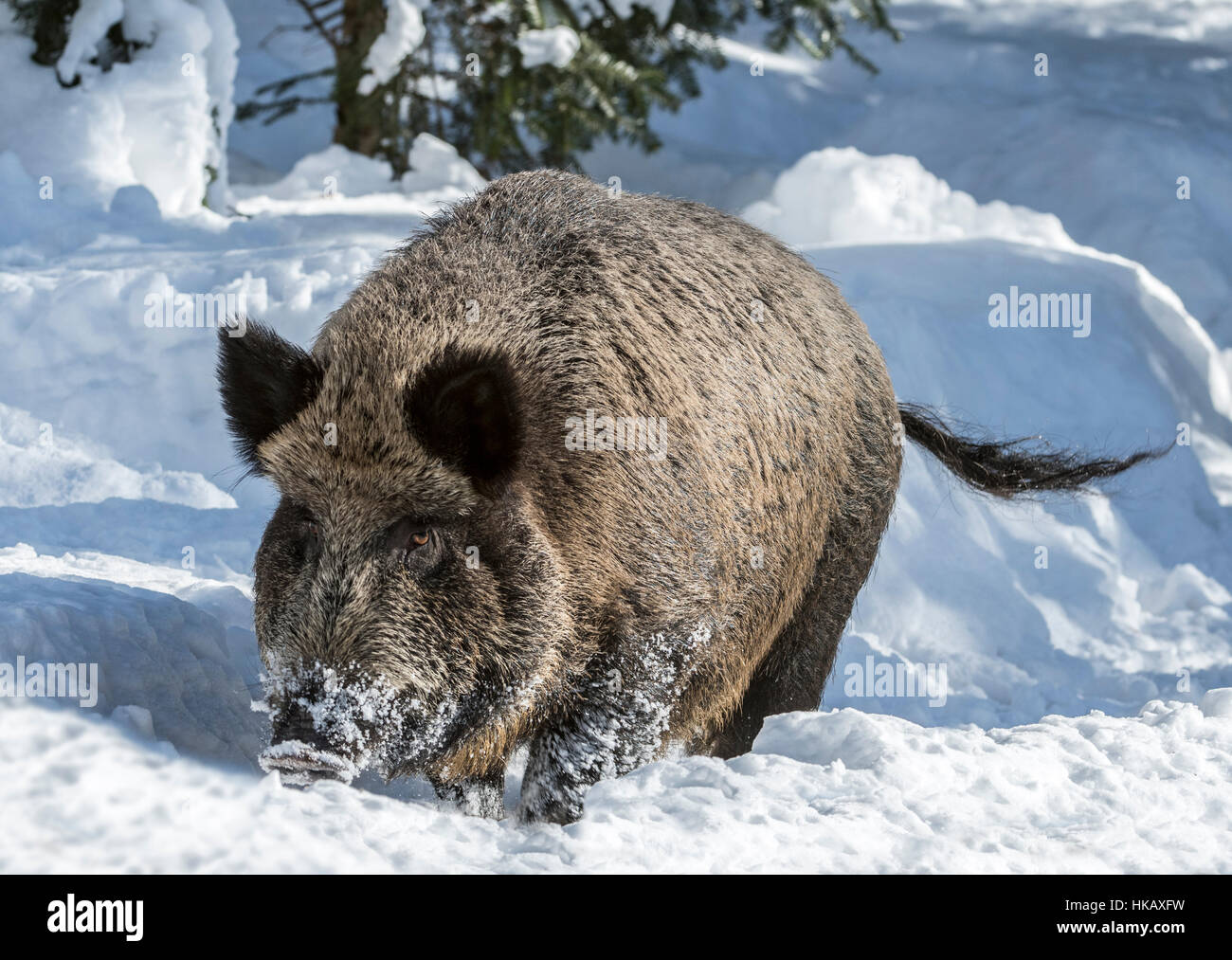 Wildschwein (Sus Scrofa) Eber auf Nahrungssuche im Tiefschnee im Pinienwald im winter Stockfoto