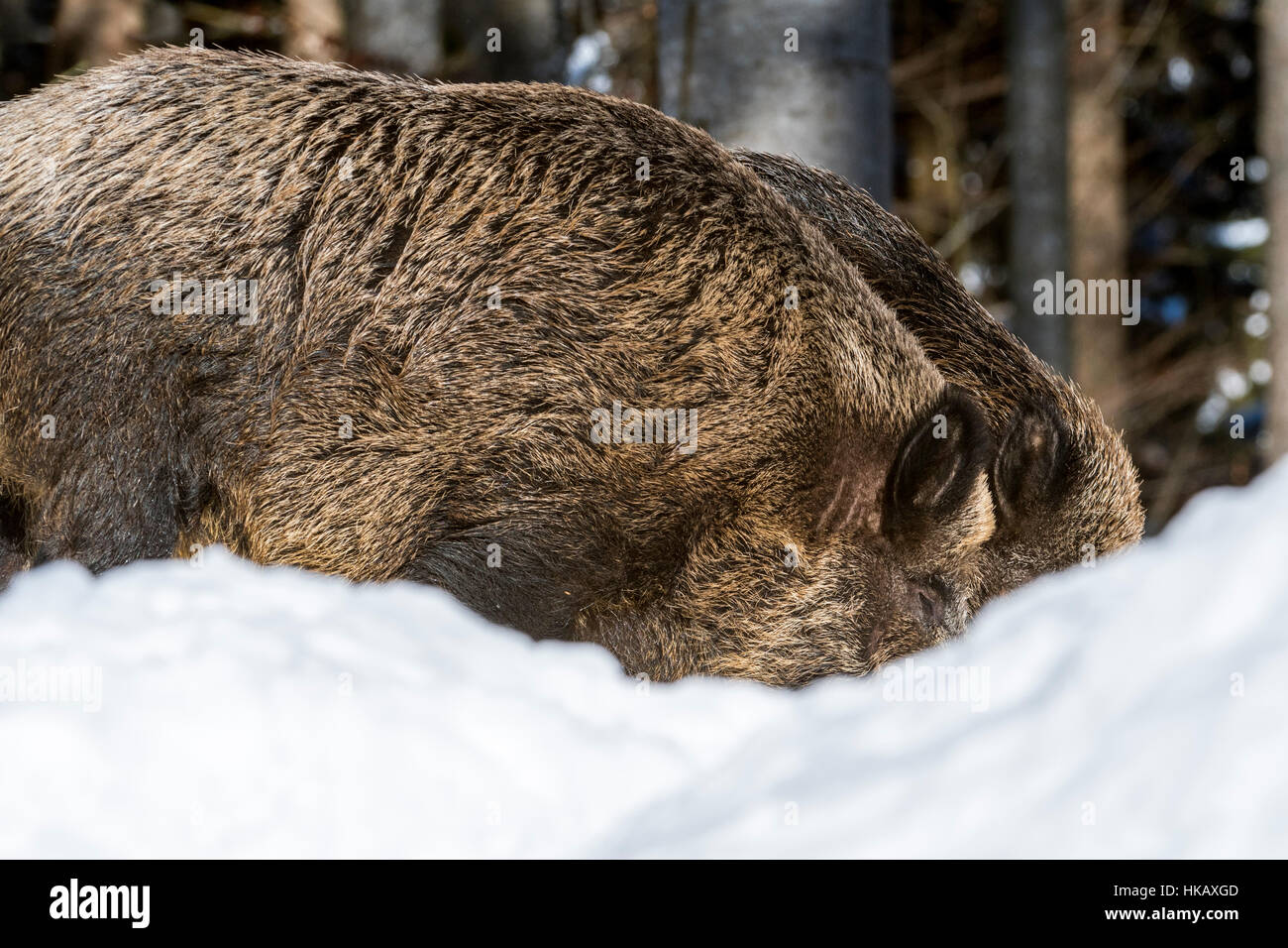 Zwei Wildschweine (Sus Scrofa) nebeneinander im Tiefschnee im Pinienwald im Winter auf Nahrungssuche Stockfoto