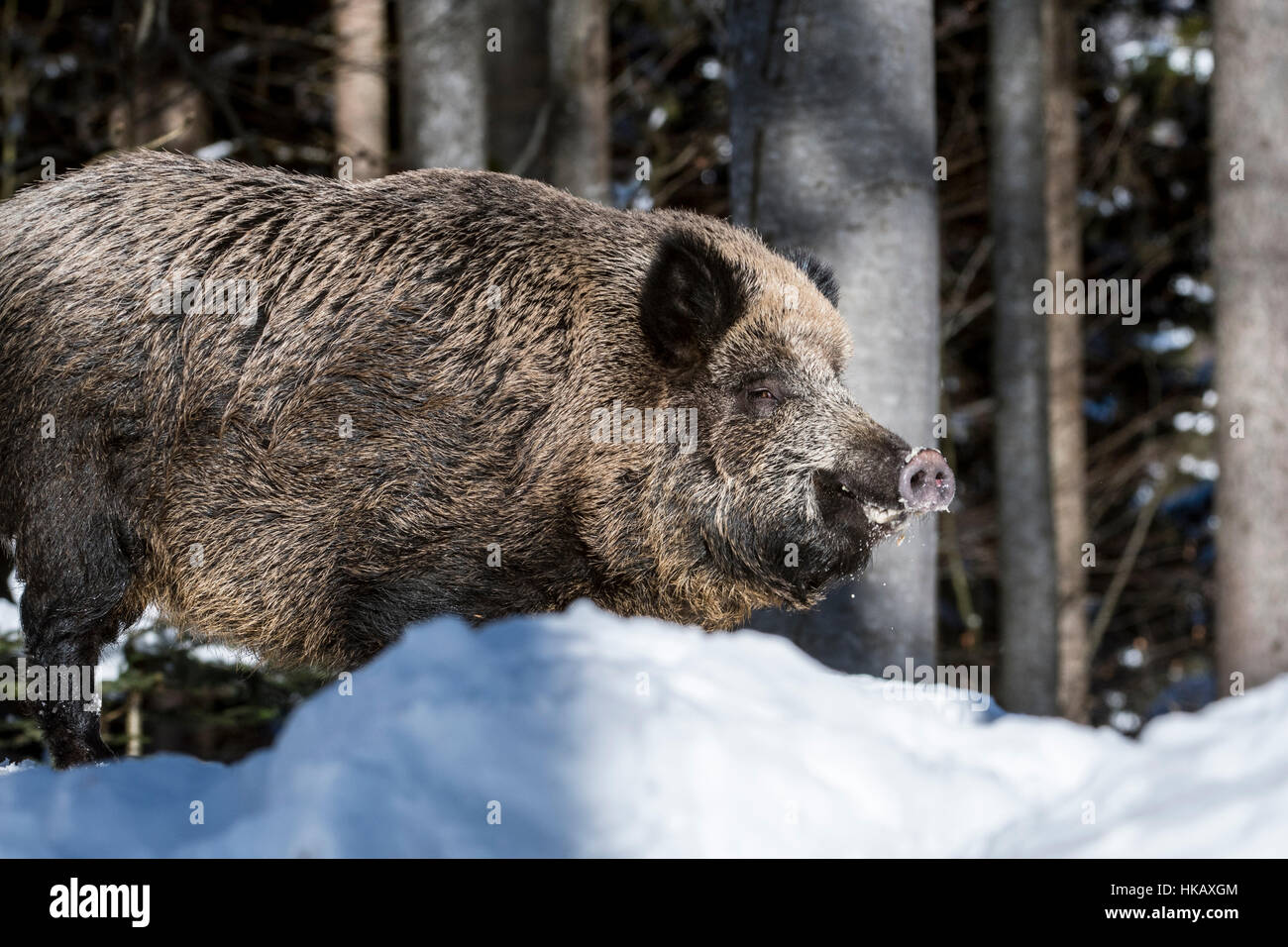 Wildschwein (Sus Scrofa) Eber auf Nahrungssuche in Kiefernwald im Schnee im winter Stockfoto