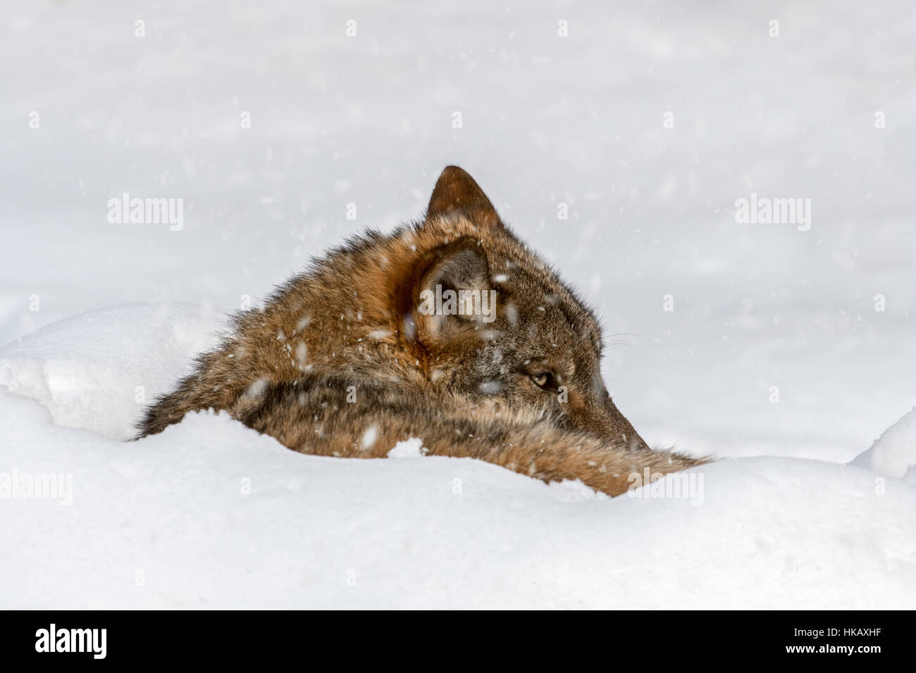 Nahaufnahme von grauer Wolf / graue Wolf (Canis Lupus) ruhen zusammengerollt während der Schneedusche im winter Stockfoto