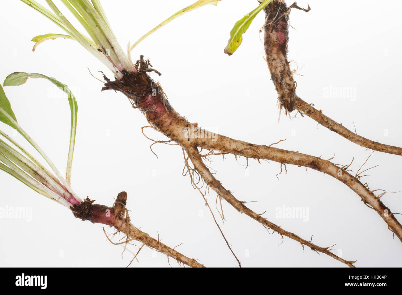 Gewöhnliche Nachtkerze, Wurzel, Wurzeln, Wurzelstock, Pfahlwurzel, Oenothera Biennis, gemeinsame Nachtkerze Evening Primrose, Abendstern, Sonne dr Stockfoto