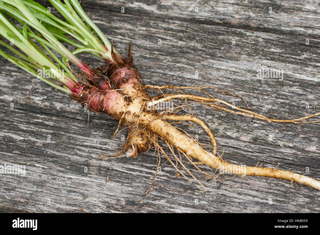 Gewöhnliche Nachtkerze, Wurzel, Wurzeln, Wurzelstock, Pfahlwurzel, Oenothera Biennis, gemeinsame Nachtkerze Evening Primrose, Abendstern, Sonne dr Stockfoto