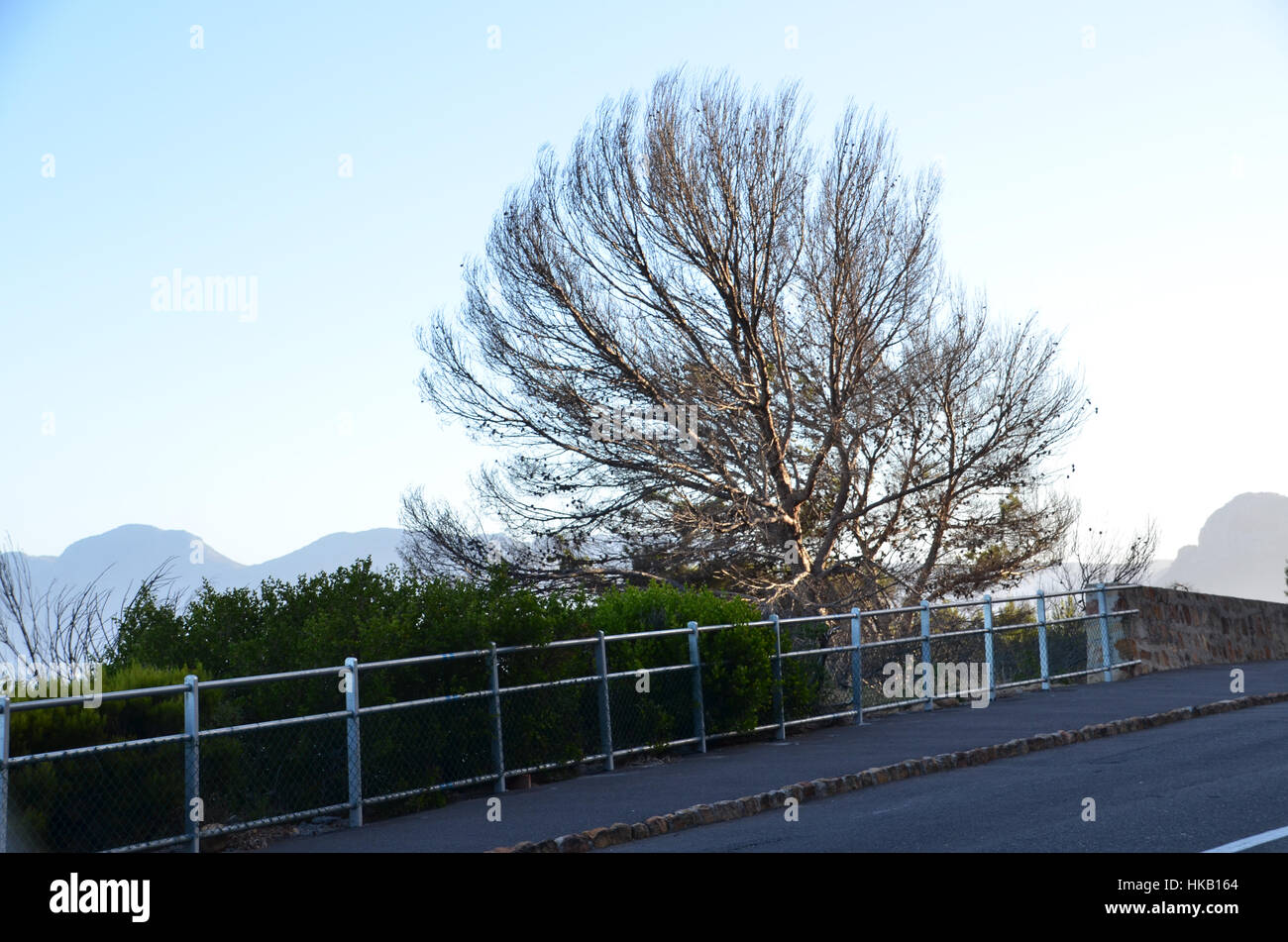 Birnenförmiger toter Baum auf der Skyline Stockfoto