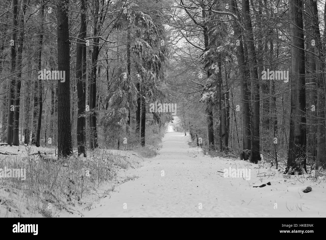 Spaziergang Im Winter Im Wald Stockfoto