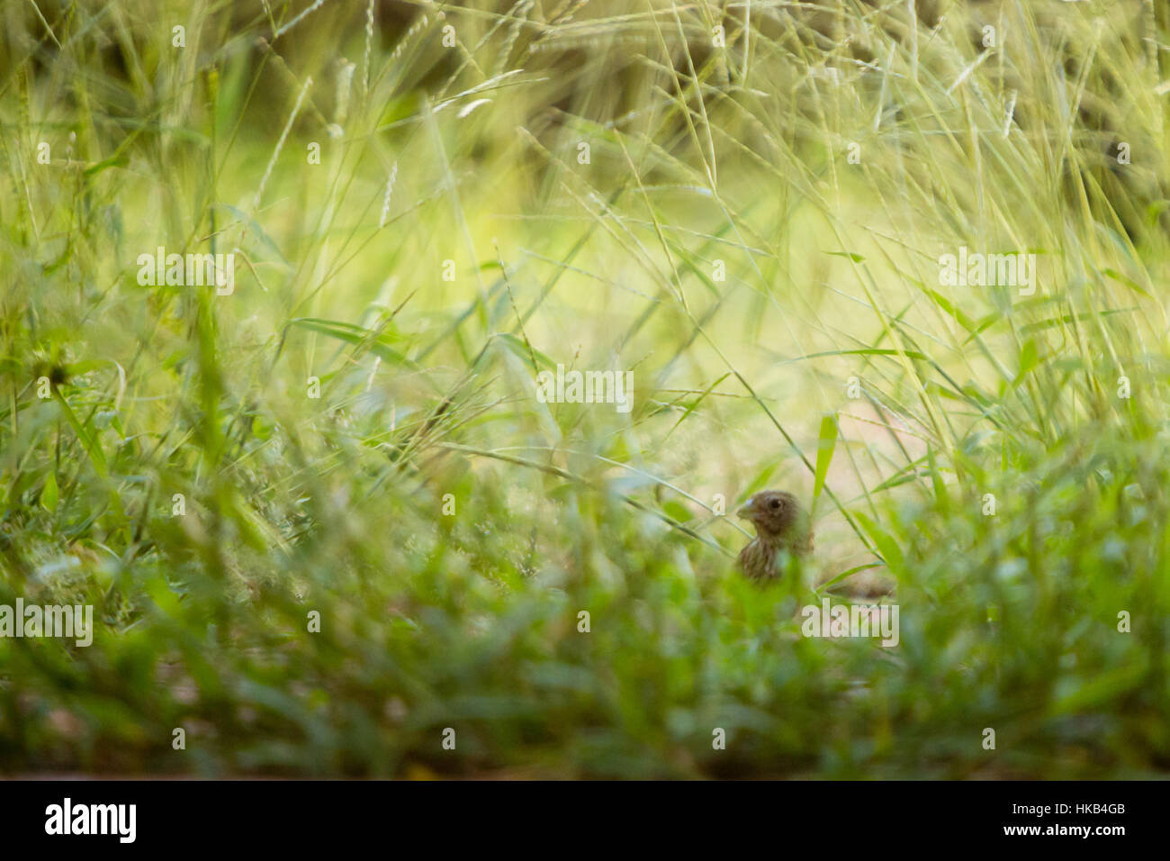 Asuncion, Paraguay. Januar 2017. Ein weiblicher safranfink (Sicalis flaveola) jagt im Gras auf einer Wildblumenwiese während des sonnigen Tages in Asuncion, Paraguay. Anm.: Andre M. Chang/Alamy Live News Stockfoto
