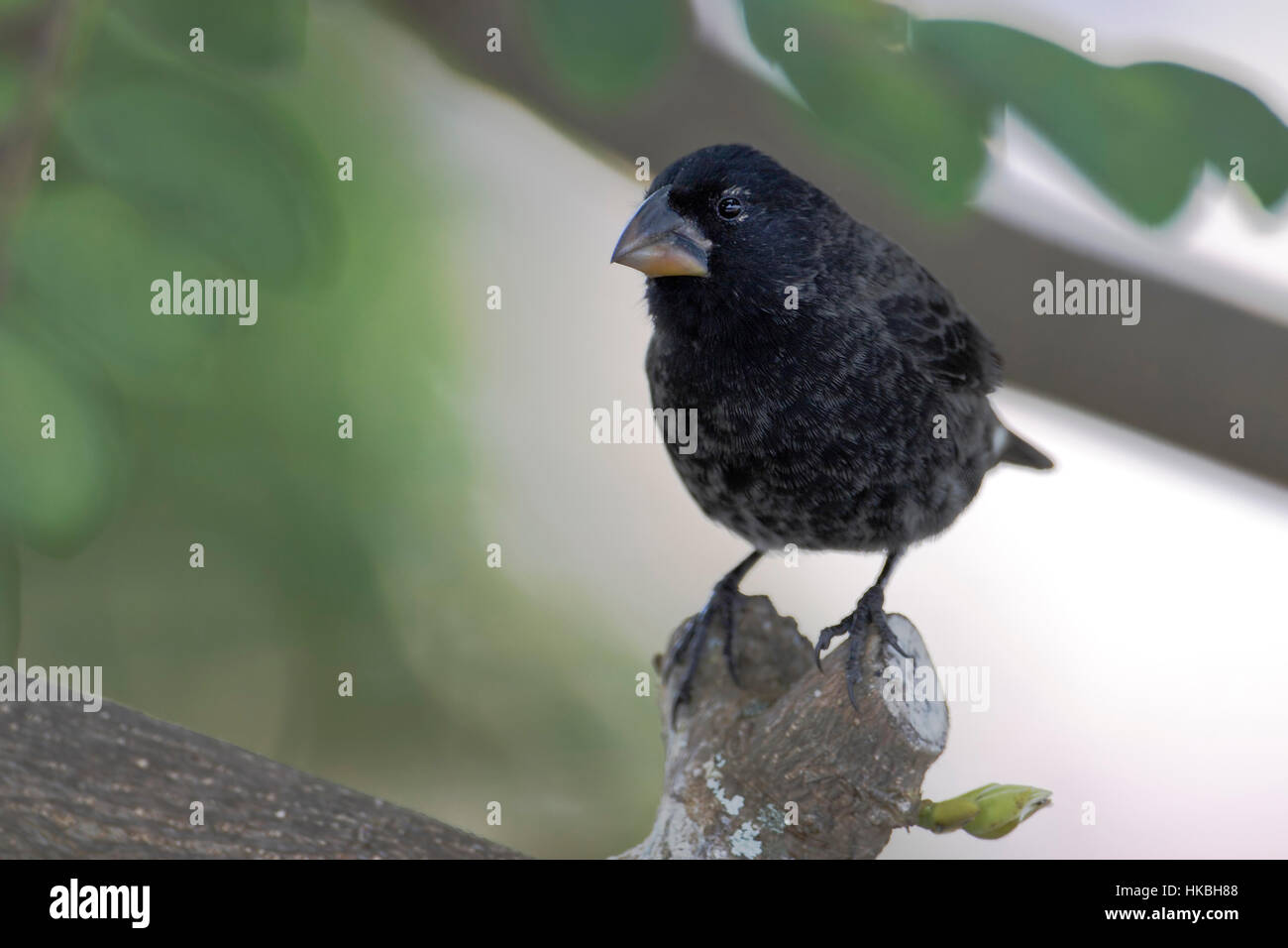 Mittelfein gemahlenen Finch (Geospiza fortis) auf Ast, Puerto Ayora, Santa Cruz, Galapagos-Inseln Stockfoto
