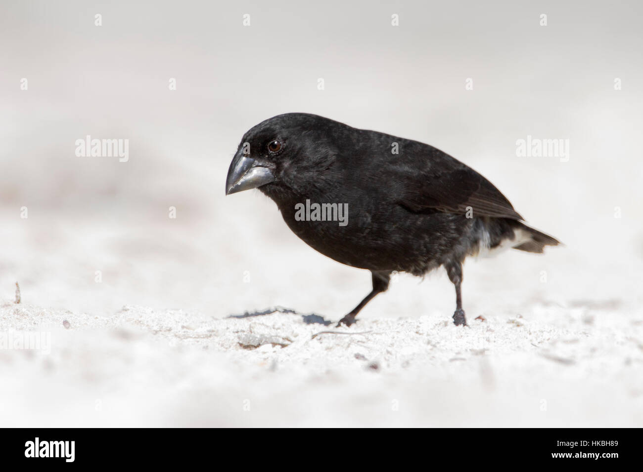 Mittelfein gemahlenen Finch (Geospiza Fortis) am Sandstrand, Tortuga Bay, Santa Cruz, Galapagos-Inseln Stockfoto