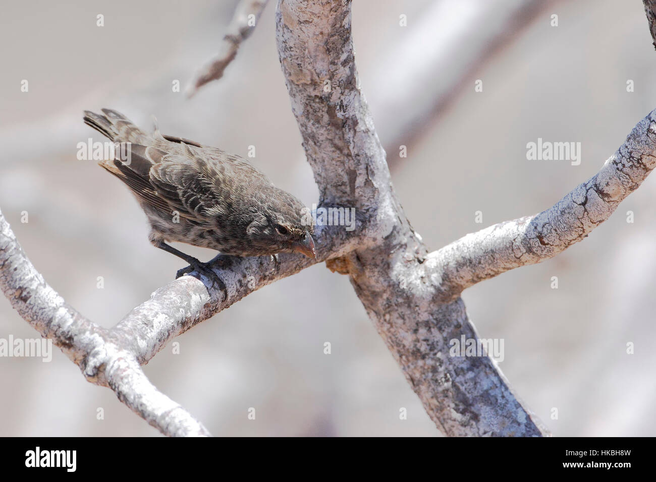 Kleinen Boden Finch (Geospiza Fuliginosa) weibliche auf Zweig, Tortuga Bay, Santa Cruz, Galapagos-Inseln Stockfoto