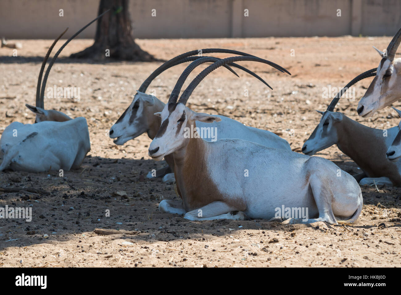 Besuch in Safari Ramat Gan, Israel Stockfoto