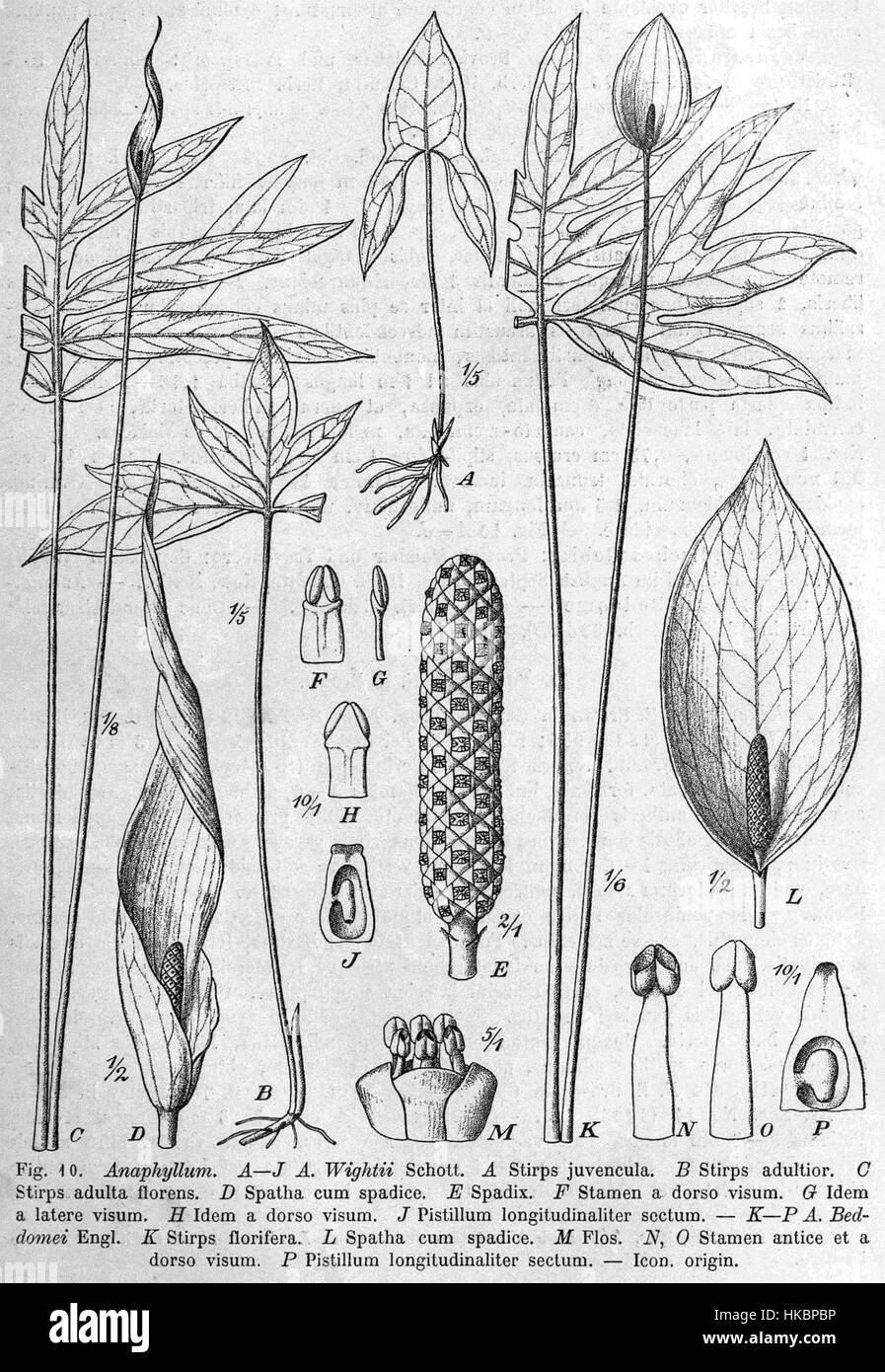Anaphyllum-Arten, eine Pflanzengattung, werden in dieser botanischen Illustration gezeigt, die ihre Besonderheiten und Klassifizierung innerhalb des Pflanzenreiches zeigt. Stockfoto