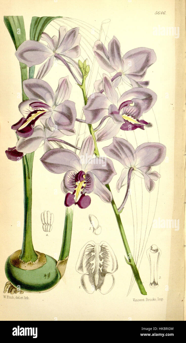 Diese botanische Illustration aus Curtis' 93, Serie 3, Nr. 23, zeigt Bletia catenulata (ehemals Bletia sherrattiana) und hebt seine zarte Struktur und lebendige florale Details in der botanischen Kunst des 19. Jahrhunderts hervor. Stockfoto