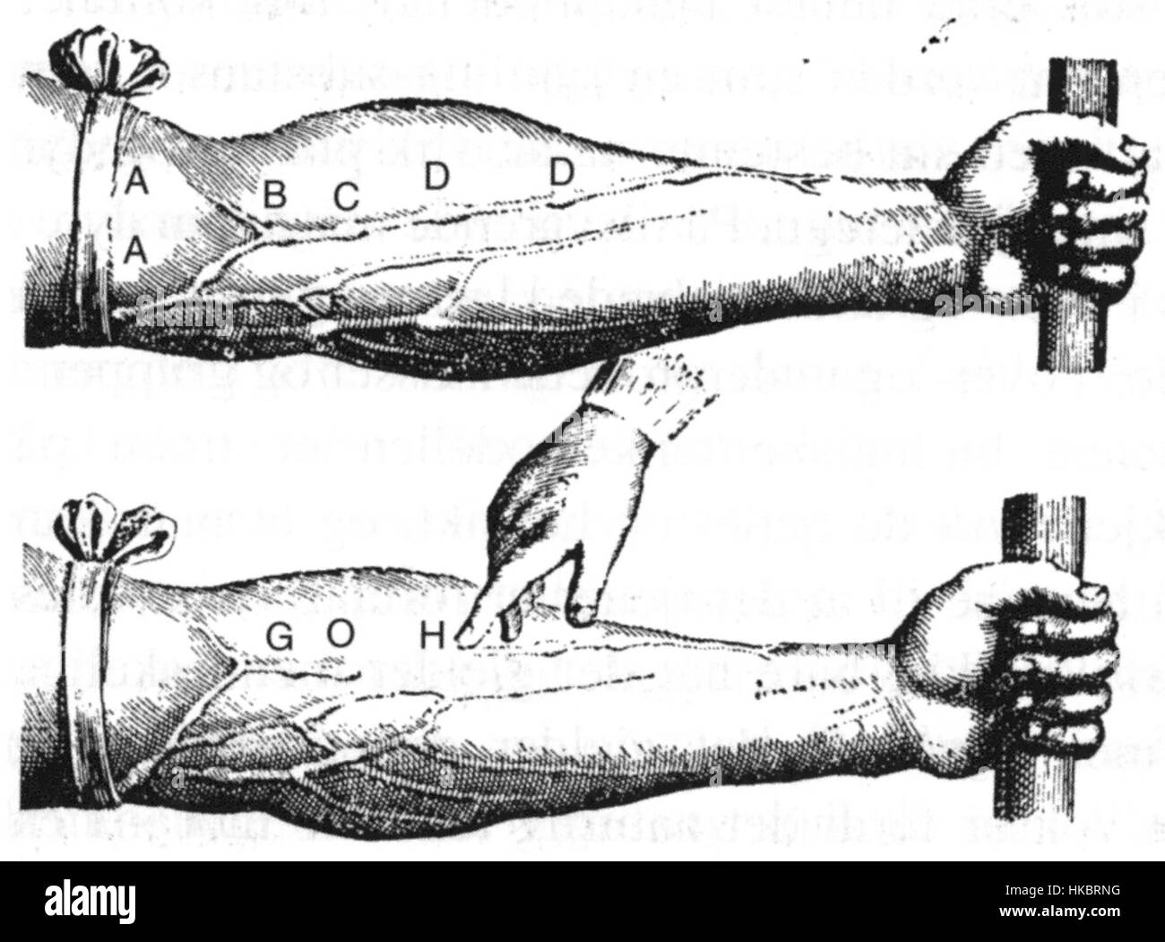 Dieses anatomische Bildmaterial bietet eine detaillierte Darstellung der Blutgefäße im menschlichen Arm. Es ist eine frühe Studie in der medizinischen Illustration, die die Komplexität und Präzision der menschlichen Anatomie zeigt. Stockfoto