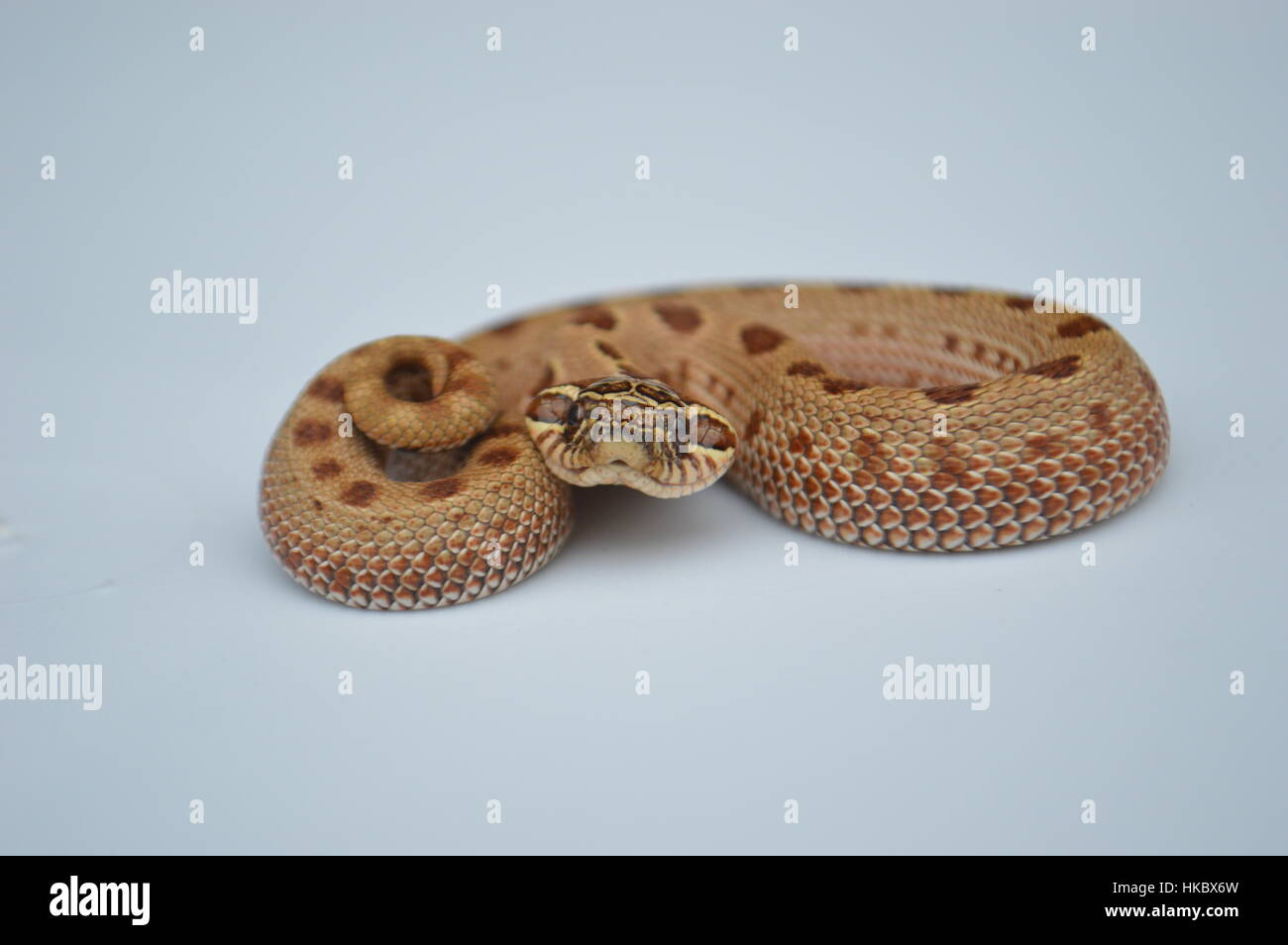 Albino Western Hognose Schlange Stockfoto