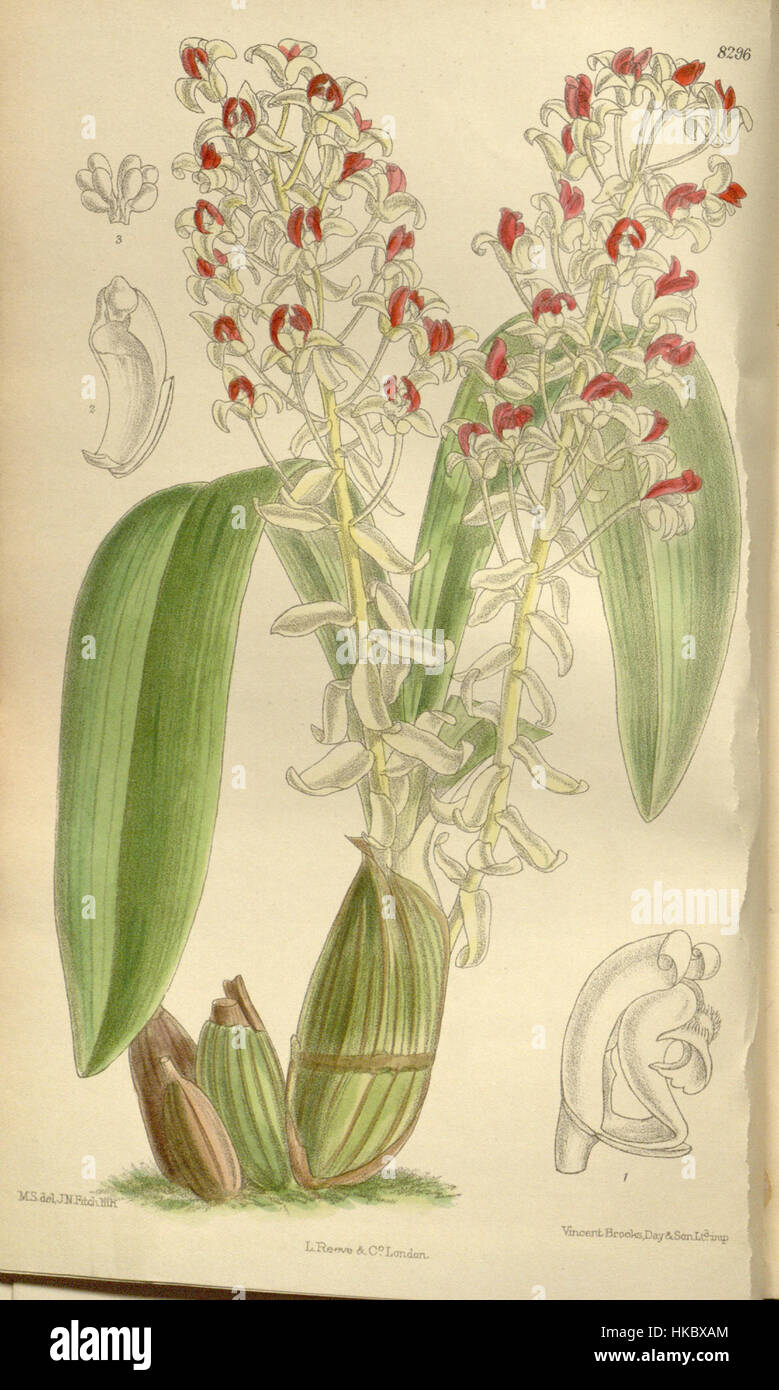 „ERIA rhodoptera“ von Curtis ist eine botanische Illustration aus dem Jahr 1909, die die Art im Detail zeigt. Dieses Kunstwerk ist Teil einer Reihe botanischer Drucke, die die vielfältige Flora der Zeit veranschaulichen. Stockfoto