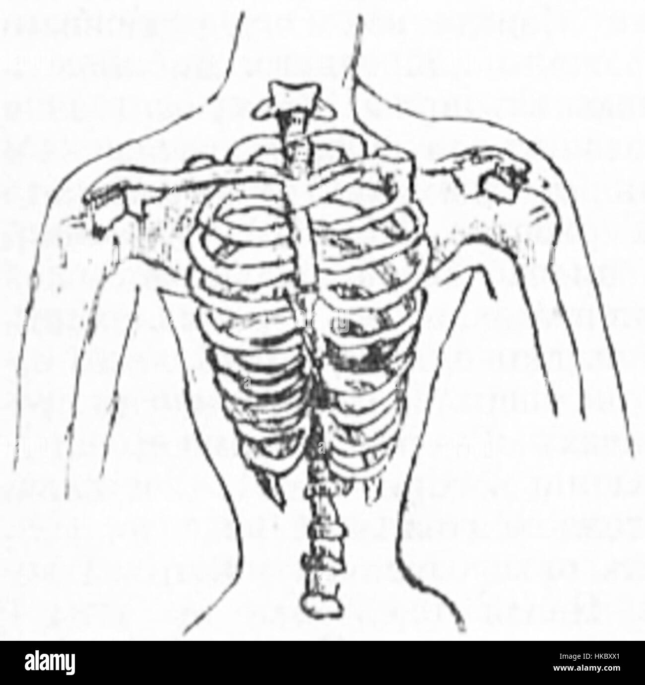 Dieses Kunstwerk zeigt ein weibliches Brustkorsett, das die Mode- und Körperformungstrends vergangener Jahrhunderte einfängt. Das Korsettendesign spiegelt gesellschaftliche Standards in Bezug auf Schönheit, Mode und Weiblichkeit wider und symbolisiert oft historische Ansichten über Damenbekleidung und Körperideale im 18. Und 19. Jahrhundert. Stockfoto