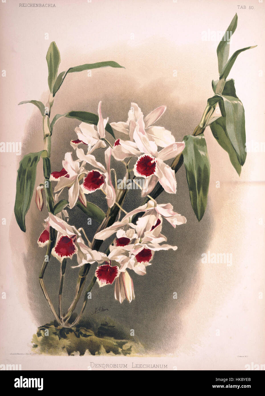 Diese botanische Illustration von Friedrich Sander aus seinem Werk *Reichenbachia II* von 1890 zeigt die Orchideenart Dendrobium leechianum. Sander war ein renommierter englischer Orchidologe, und seine detaillierten Illustrationen sind nach wie vor ein bedeutender Beitrag zur botanischen Kunst. Stockfoto