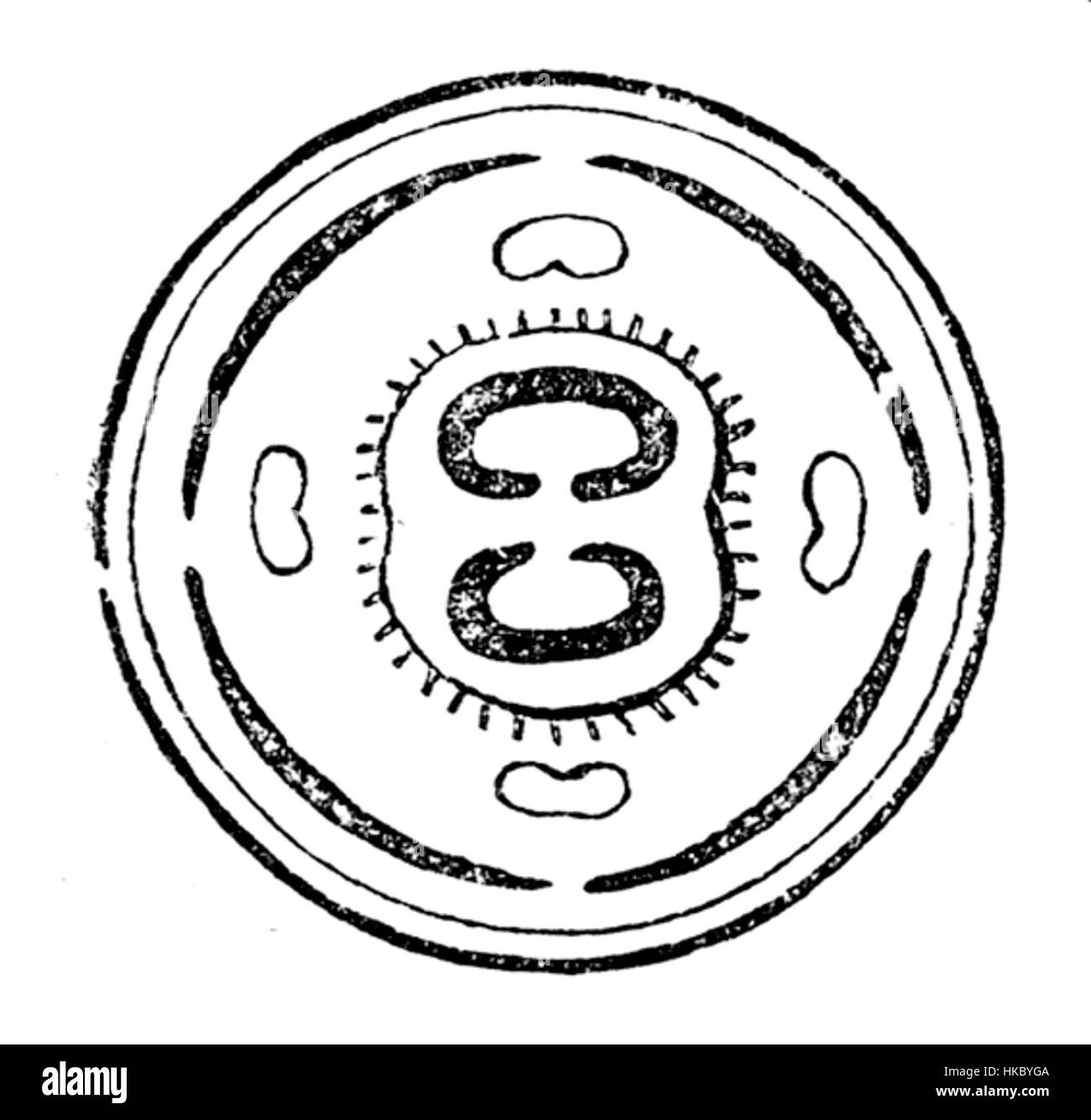 Dieses künstlerische Diagramm zeigt *Galium odoratum*, auch bekannt als Süßholzwurzel. Die detaillierte botanische Abbildung zeigt die charakteristischen Blätter und weißen Blüten der Pflanze, die häufig in gemäßigten Regionen zu finden sind. Stockfoto
