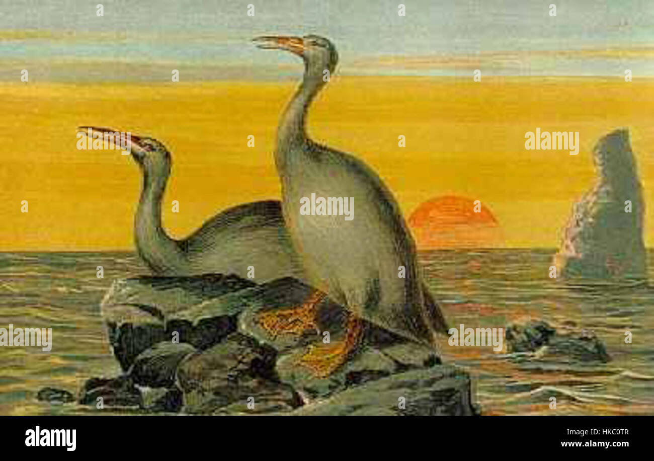 *Hesperornis*, eine prähistorische Vogelart aus der Kreidezeit, ist bekannt für ihre Anpassung an ein Leben im Wasser. Dieses Gemälde veranschaulicht seine einzigartigen Merkmale und seinen Platz in der Evolutionsgeschichte der Vögel. Stockfoto