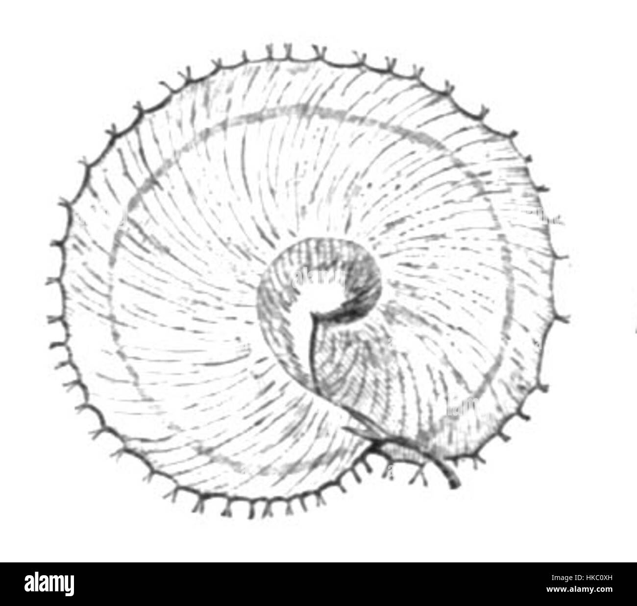 Eine botanische Illustration von *Hymenocarpos circinnatus*, einer seltenen Pflanzenart. Das Kunstwerk zeigt feine Details der Struktur der Pflanze, wobei der Schwerpunkt auf den einzigartigen Blumen- und Blattformationen liegt. Diese Vintage-Darstellung ist in der wissenschaftlichen und künstlerischen Tradition der Pflanzenforschung verwurzelt. Stockfoto