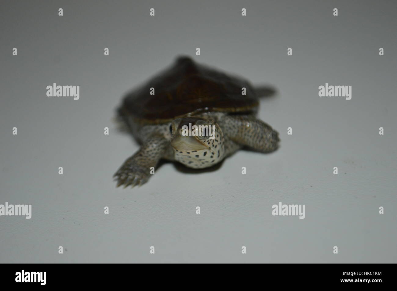 Jungtier Diamondback Terrapin Stockfoto