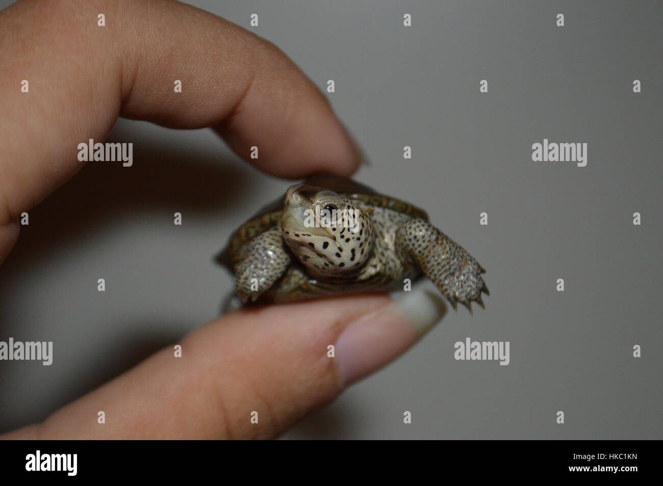 Jungtier Diamondback Terrapin Stockfoto