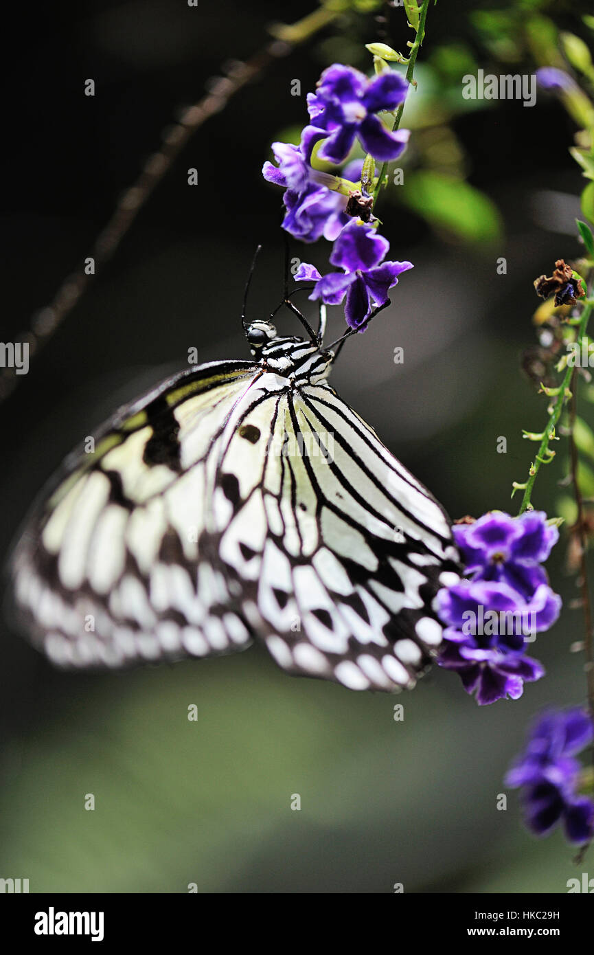 Nahaufnahme eines schönen Schmetterling auf Blume Stockfoto