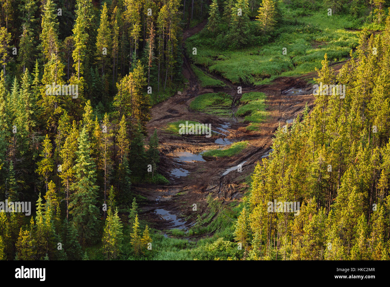 Foothills-Logging - Alberta Stockfoto