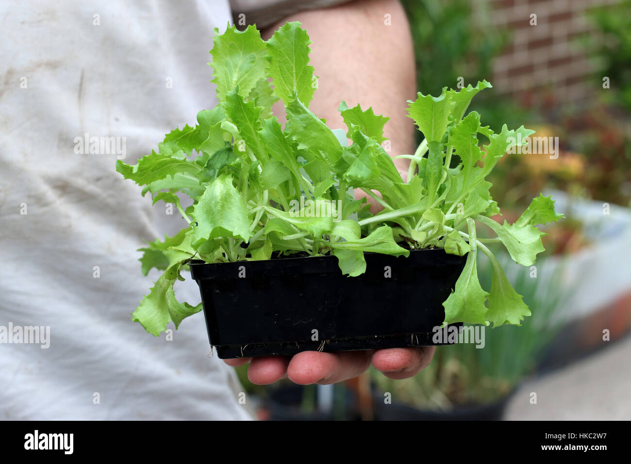 Eisbergsalat Sämlinge oder auch bekannt als Lactuca sativa Stockfoto