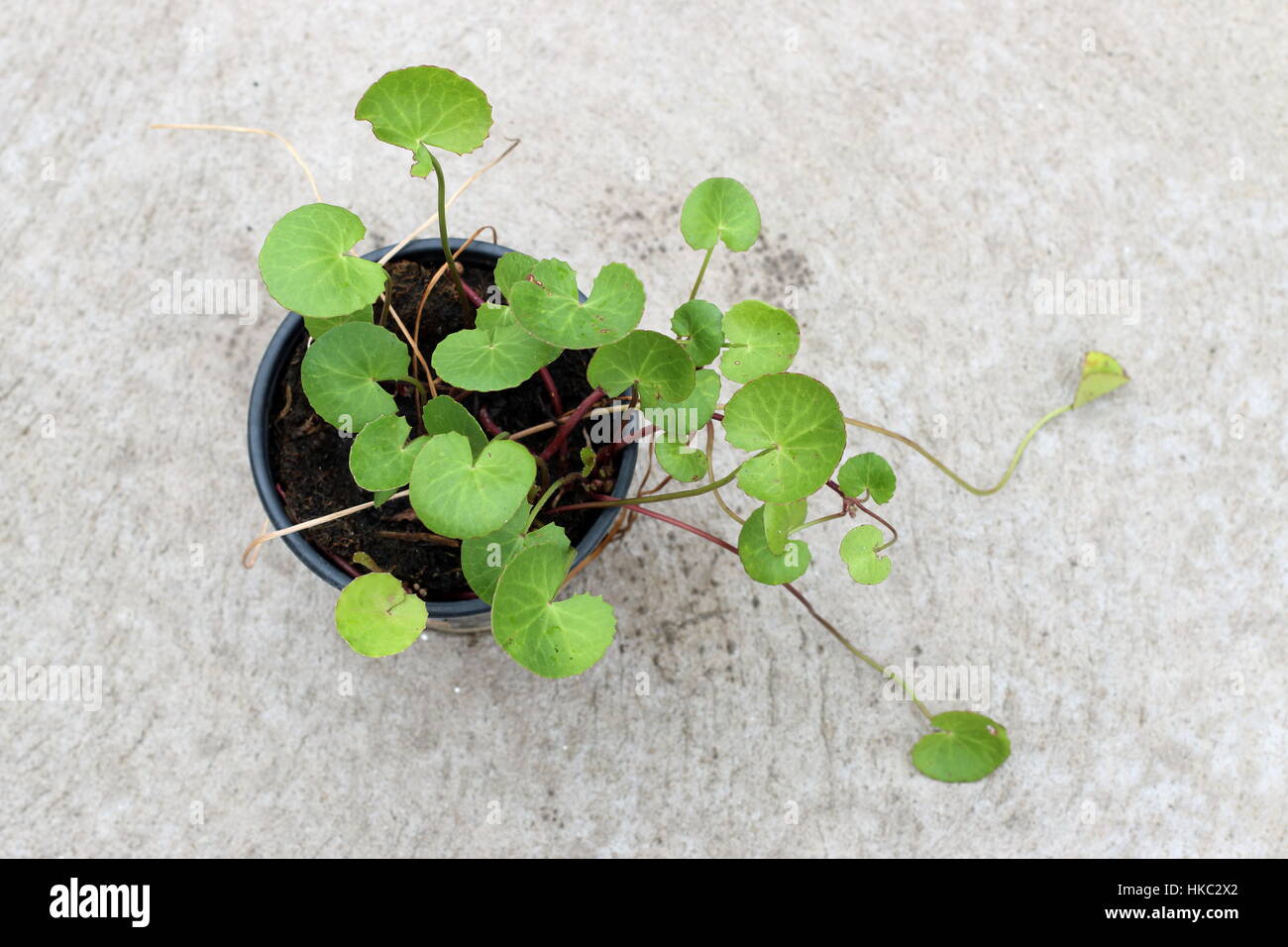 GotU Kola, Centella Asiatica oder Wassernabelkraut, auch bekannt als Pflanze,  Arthritis heilen Stockfotografie - Alamy