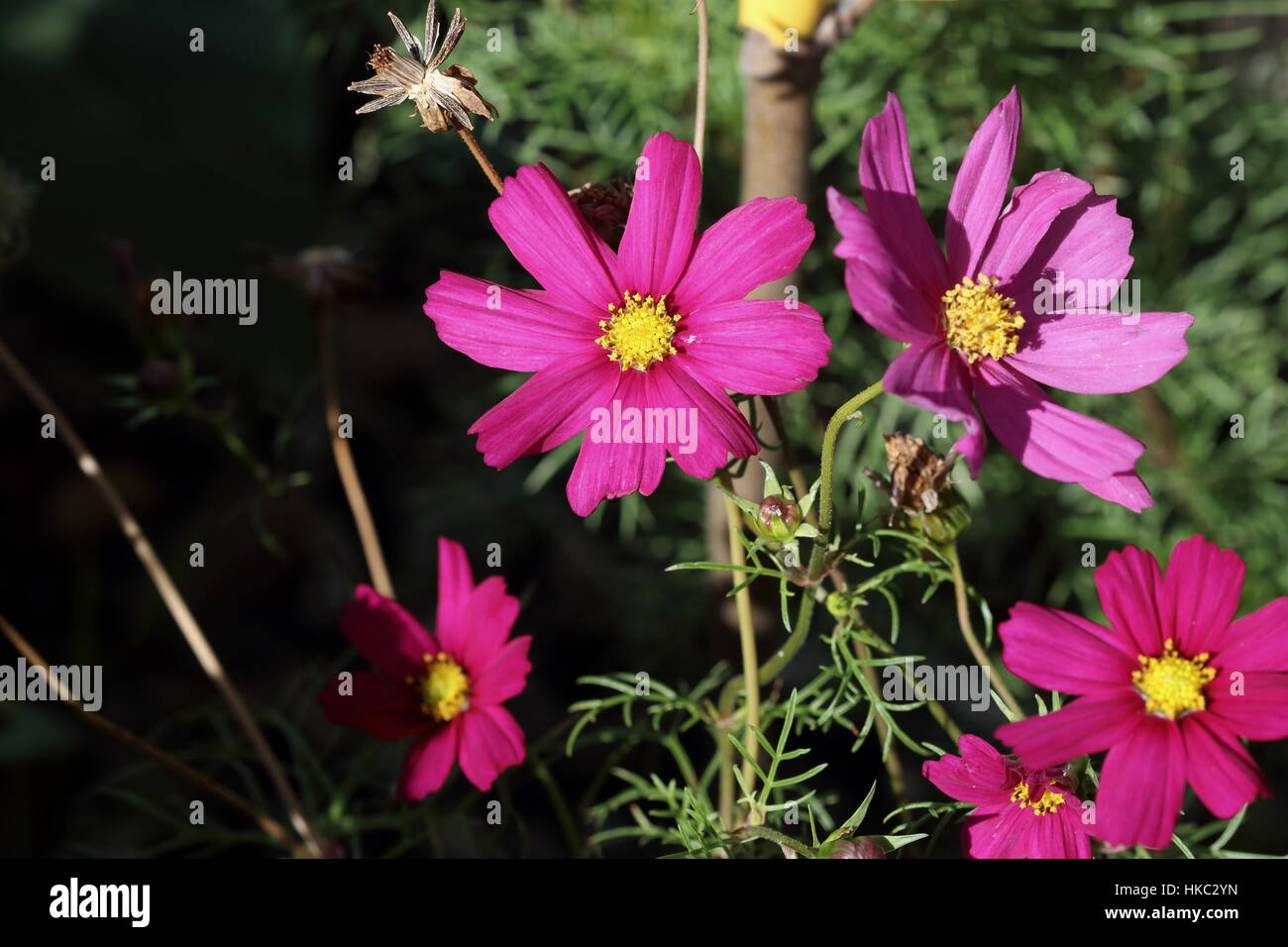 Nahaufnahme von Hot Pink Cosmos Bipinnatus oder bekannt als mexikanische Aster, schneiden Blatt Kosmos in voller Blüte Stockfoto